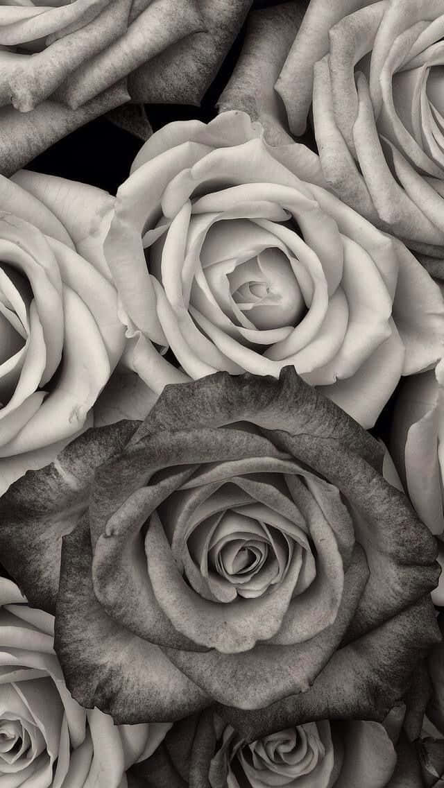 Black And White Flower iPhone 桌布 壁紙 — 單色特寫紋理玫瑰，柔和漸變和深邃陰影突出其層層花瓣。