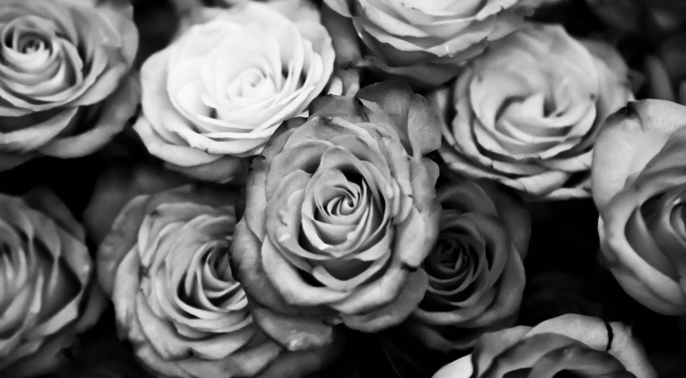 Rose Flower 桌布 壁紙 — 單色特寫茂盛玫瑰，花瓣層次複雜，陰影柔和，營造出永恆優雅的質感。