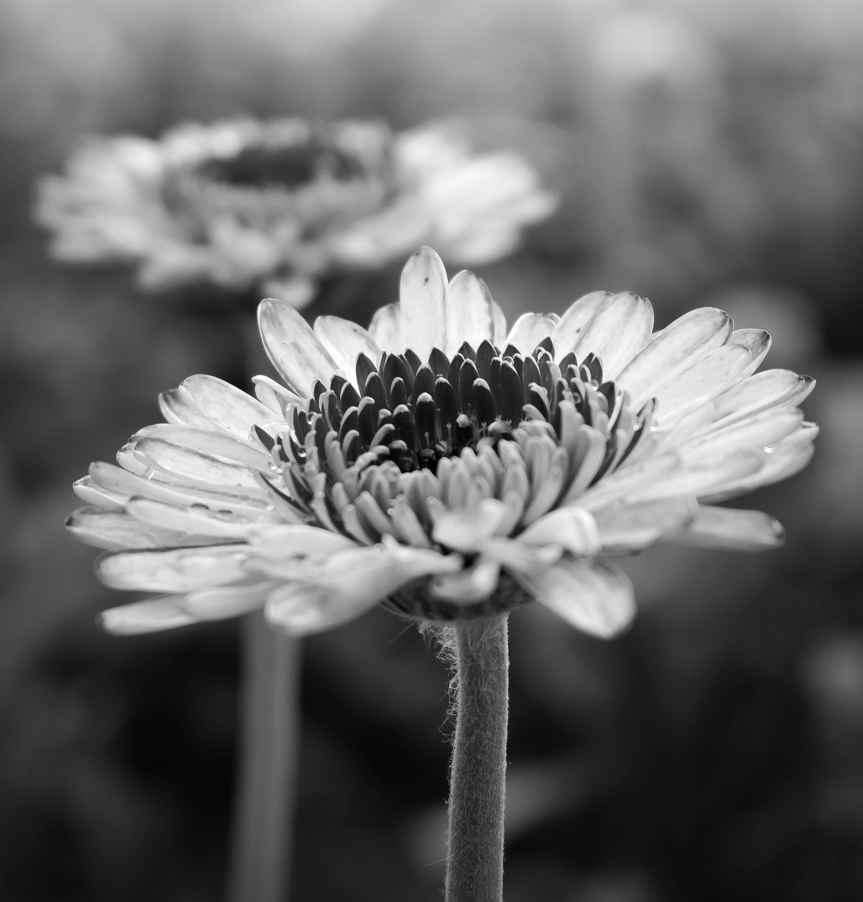 tumblr 花朵 桌布 壁紙 — 單色特寫非洲菊雛菊，花瓣細膩，中心有紋理，背景柔和模糊。