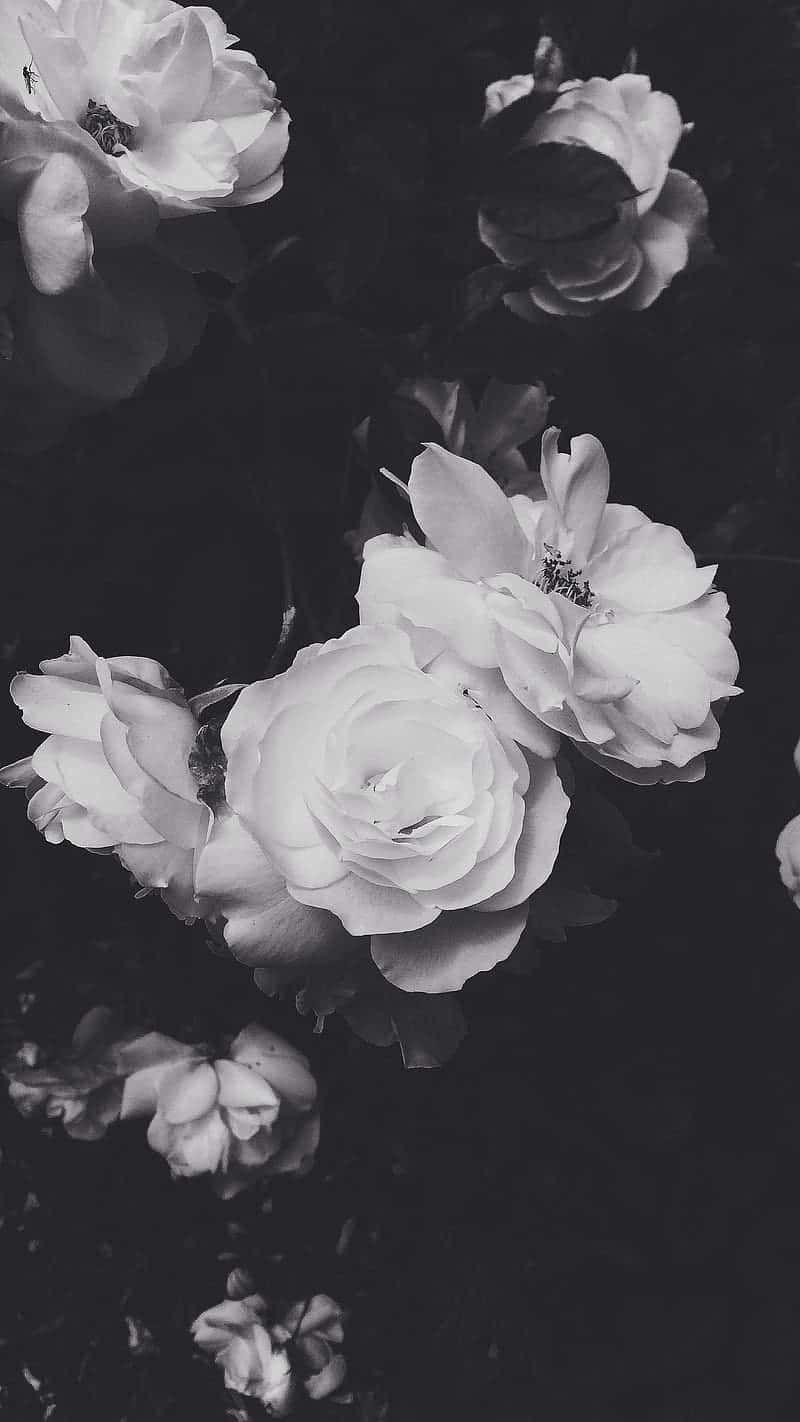 Black And White Flower iPhone 桌布 壁紙 — 單色玫瑰在深色陰影背景下柔和綻放，呈現高對比度的黑白照片。