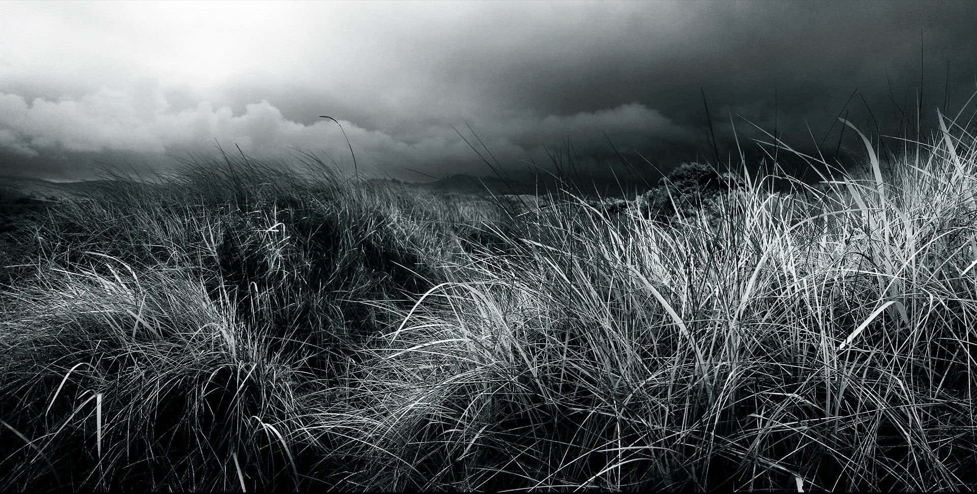 Black And White Nature 桌布 壁紙 — 單色草叢在沉重的暴風雨天空下搖曳，形成戲劇性的高對比景觀。