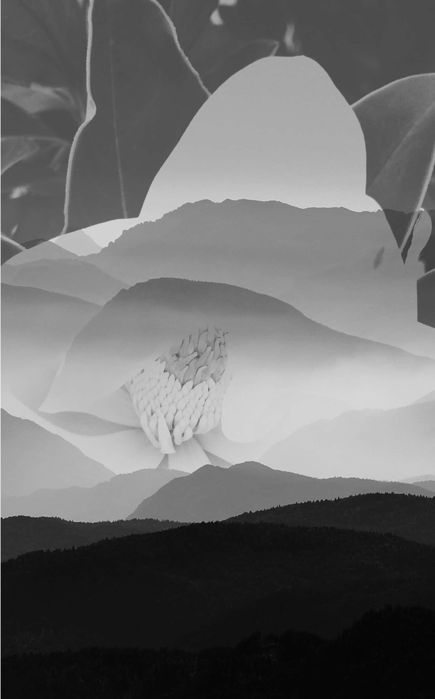 Black And White Collage 桌布 壁紙 — 單色雙重曝光，木蘭花疊加在霧氣繚繞的山脈上。