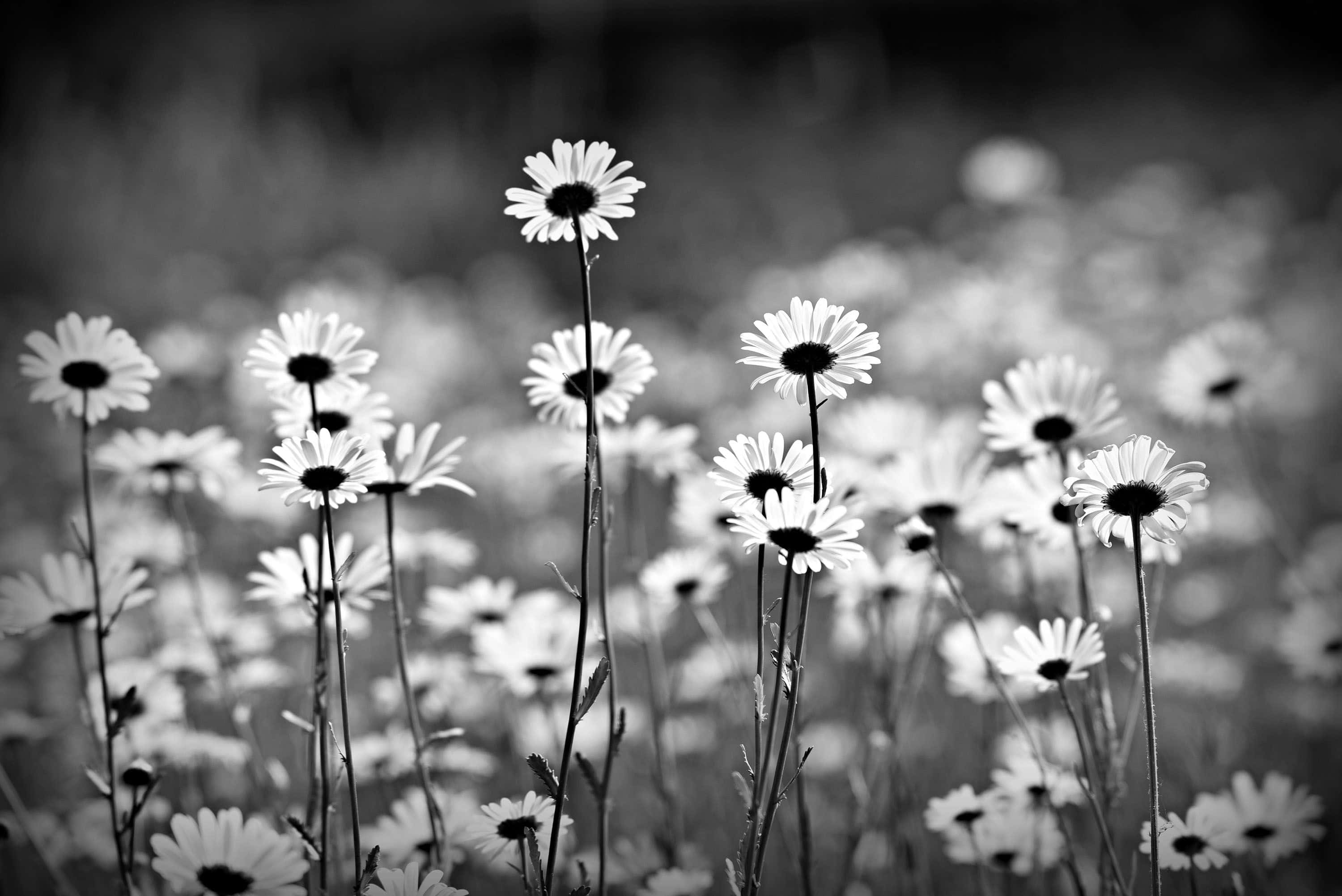 Daisy Aesthetic Computer 桌布 壁紙 — 單色雛菊在陽光明媚的草地上輕輕搖曳，背景柔和散景。