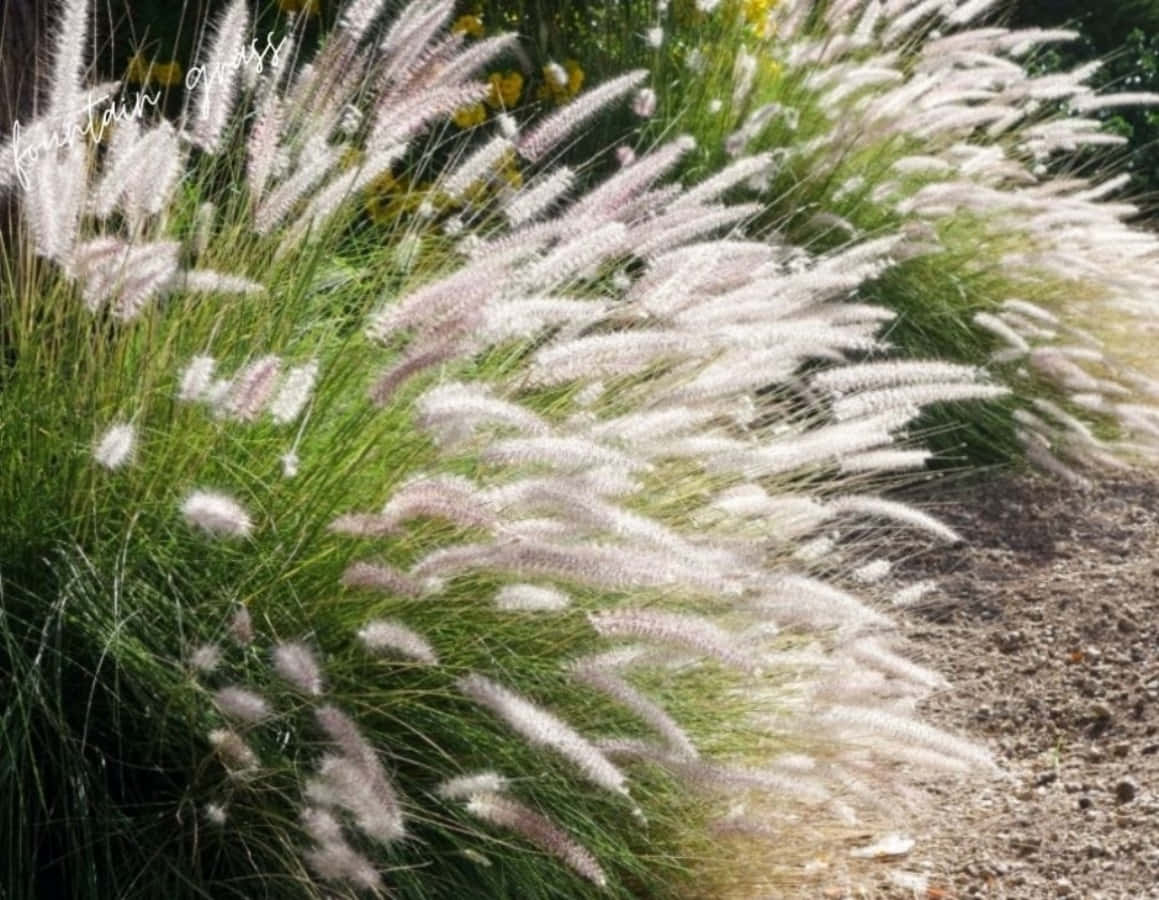 Grass 桌布 壁紙 — 噴泉草的羽毛在陽光下輕輕搖曳，背景是綠意和碎石路。