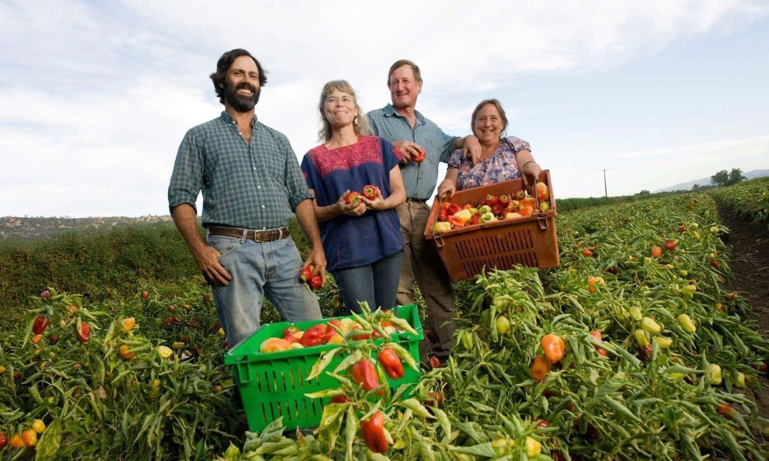 Farming 桌布 壁紙 — 四位微笑的農夫自豪地站在陽光明媚的辣椒田裡，手持裝滿新鮮採收色彩繽紛辣椒的籃子。