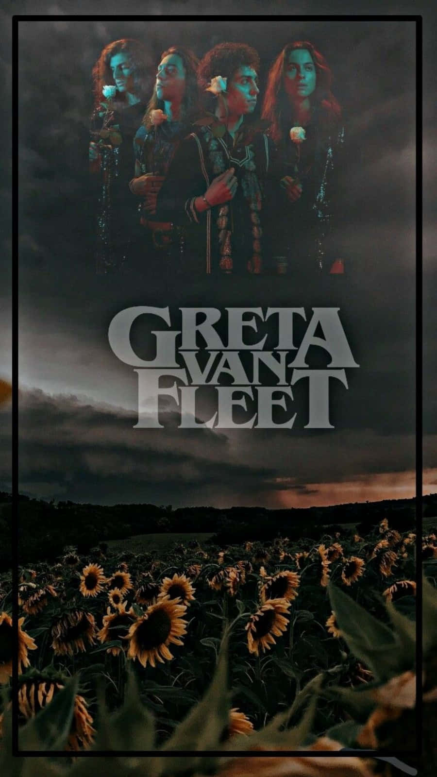 band 桌布 壁紙 — 四位樂團成員在枯萎向日葵田上方的暴風雨天空下莊嚴地站立。