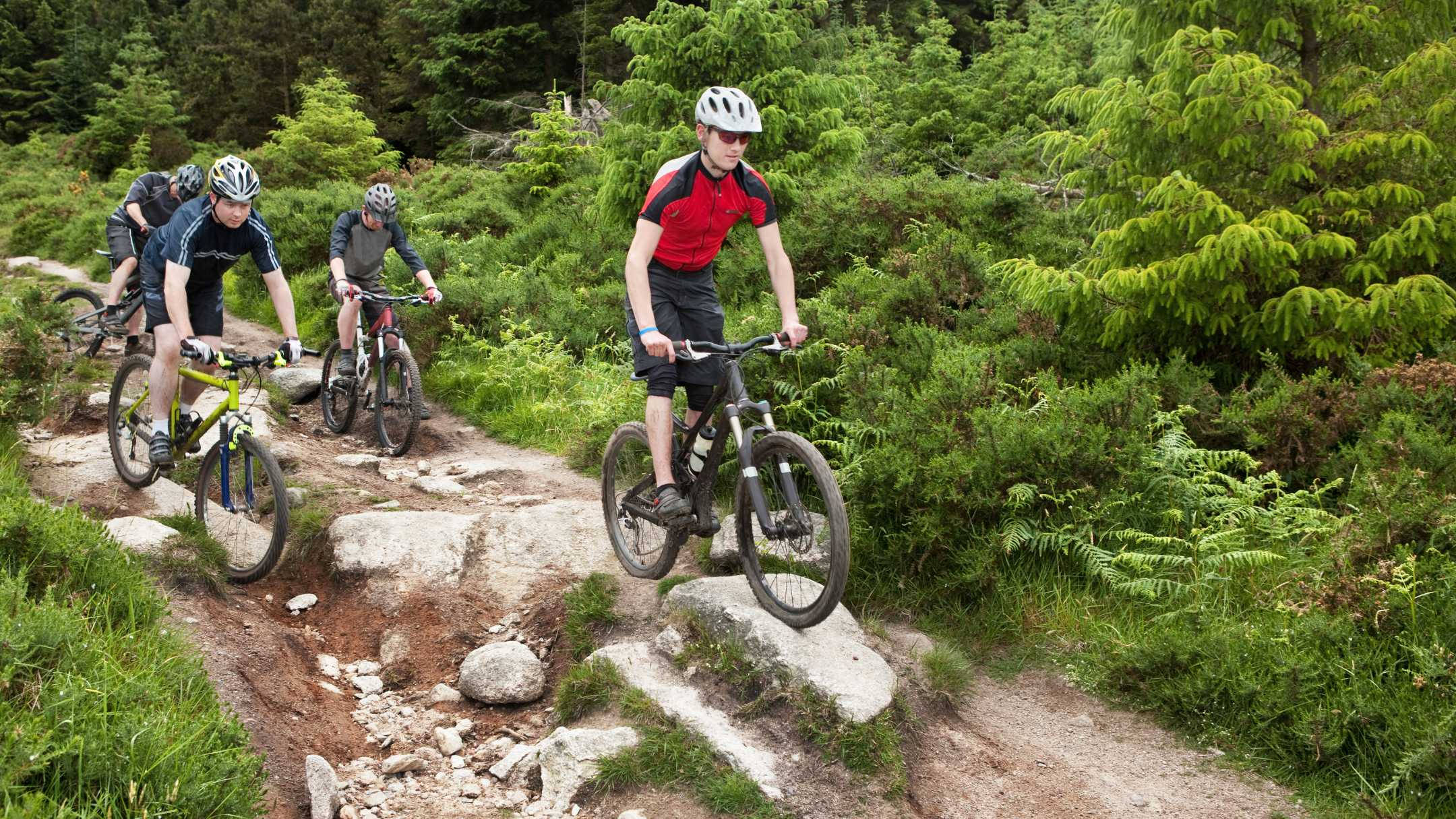 Mountain Bike 桌布 壁紙 — 四位登山車騎士在茂密綠樹和蕨類植物中穿越岩石森林小徑。