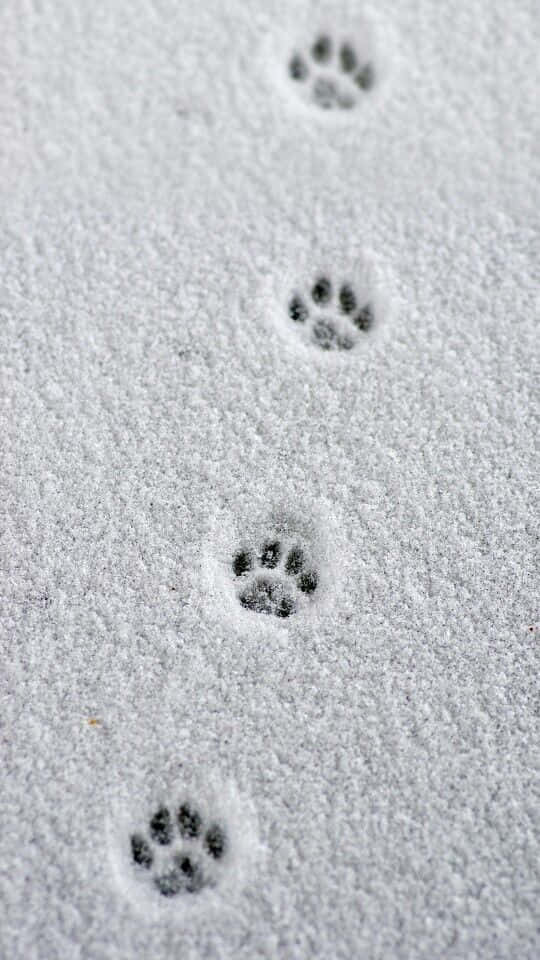 Paw Print 桌布 壁紙 — 四個不同動物爪印的特寫，穿過新鮮的粉狀雪地。