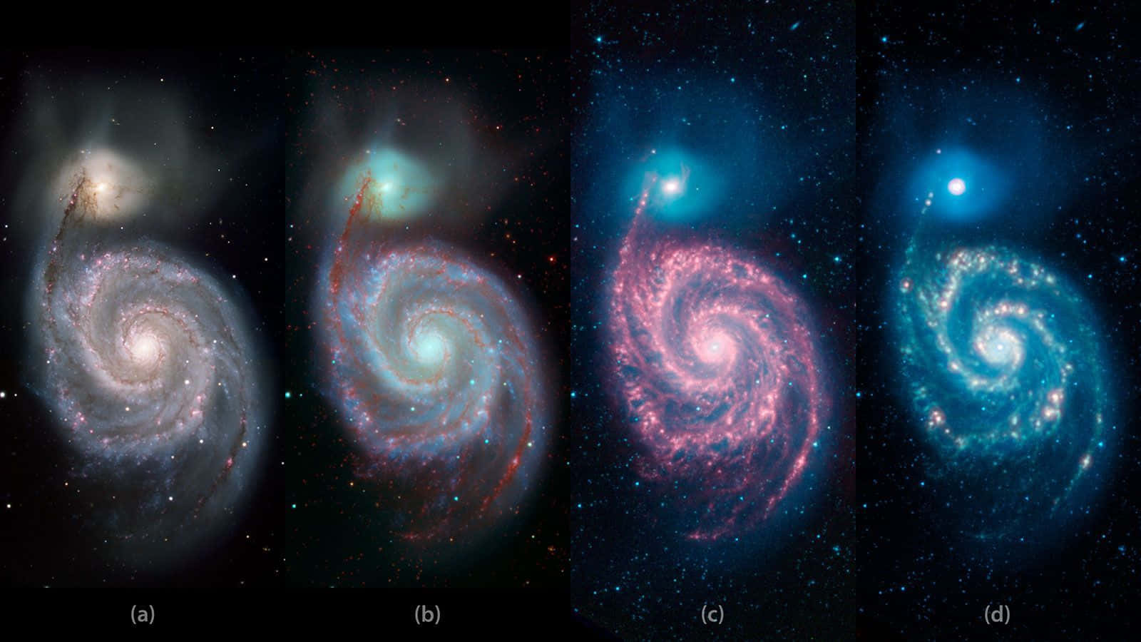 Whirlpool Galaxy 桌布 壁紙 — 四個充滿活力的螺旋星系在星場背景下以宇宙色調旋轉，每個星系都散發著粉紅色、藍色和白色的星雲光芒。