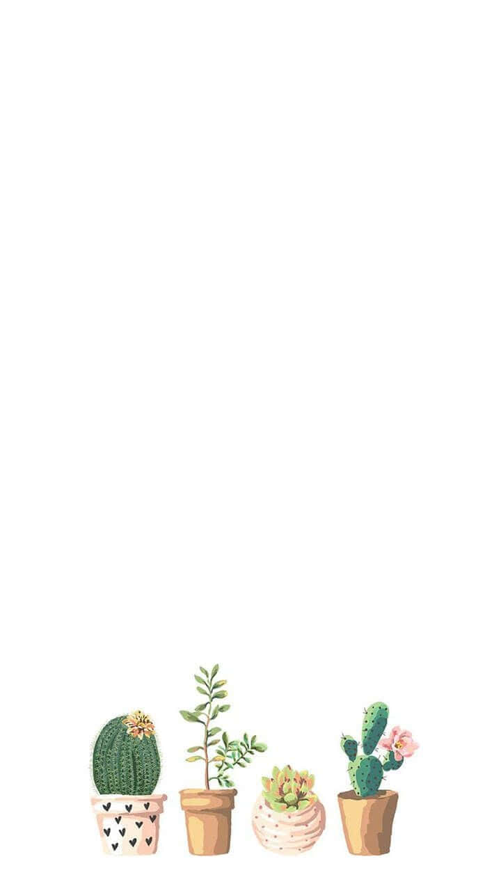 Plant 桌布 壁紙 — 四個可愛的盆栽植物，包括仙人掌和多肉植物，整齊地擺放在簡約白色背景的底部。