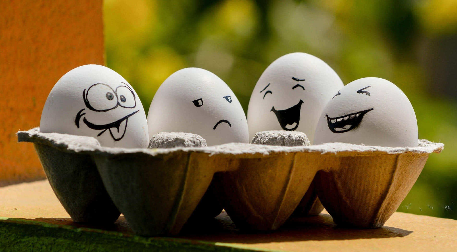 Eggs 桌布 壁紙 — 四個在紙板托盤上畫有卡通臉的雞蛋，在陽光明媚的綠色背景下微笑、皺眉和大笑。