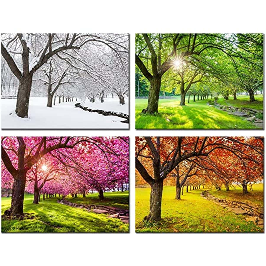 Winter 桌布 壁紙 — 四個季節的樹木場景：積雪的樹枝、陽光照耀的綠色樹冠、粉紅色的花朵，以及石徑兩旁的秋葉。