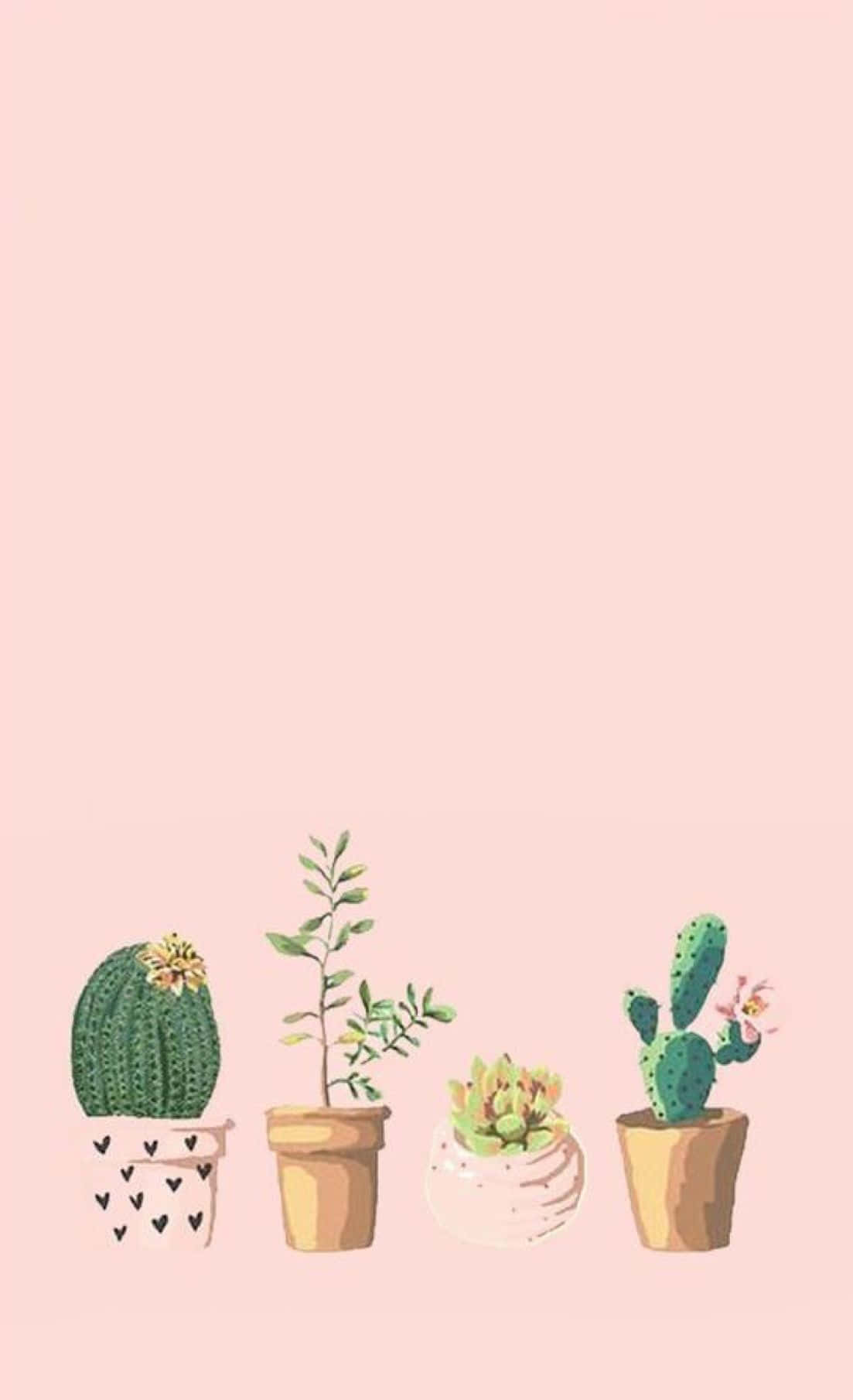 桌布 壁紙 — 四個插圖盆栽植物，包括仙人掌和多肉植物，整齊地放在柔和的粉紅色背景上。
