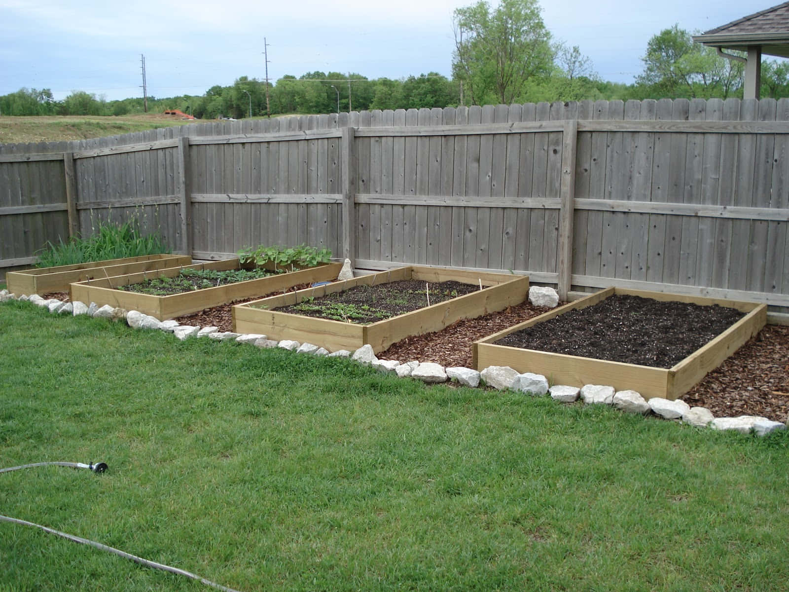 Garden Bed 桌布 壁紙 — 四個木製高架花園床，帶有土壤和年輕植物，位於一個被風化木柵欄包圍的草地後院。