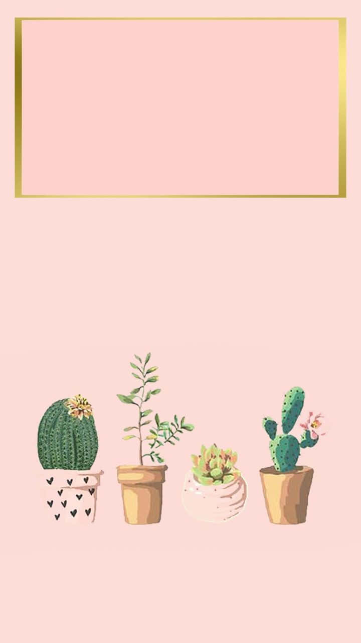 Cactus 桌布 壁紙 — 四個盆栽仙人掌和多肉植物放在土色花盆中，位於柔軟粉紅色背景上金色邊框的粉紅色矩形下方。