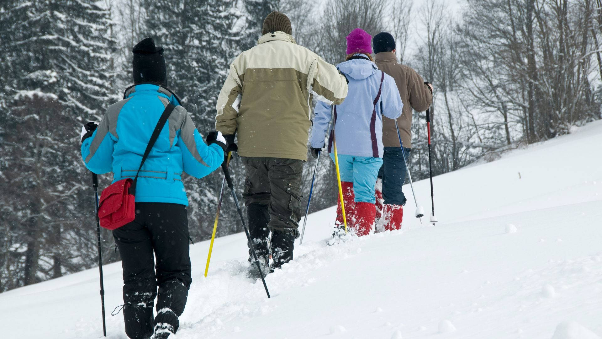雪 桌布 壁紙 — 四個穿著冬季裝備的人正在白雪覆蓋的斜坡上向上行，背景有沾滿雪的樹木。