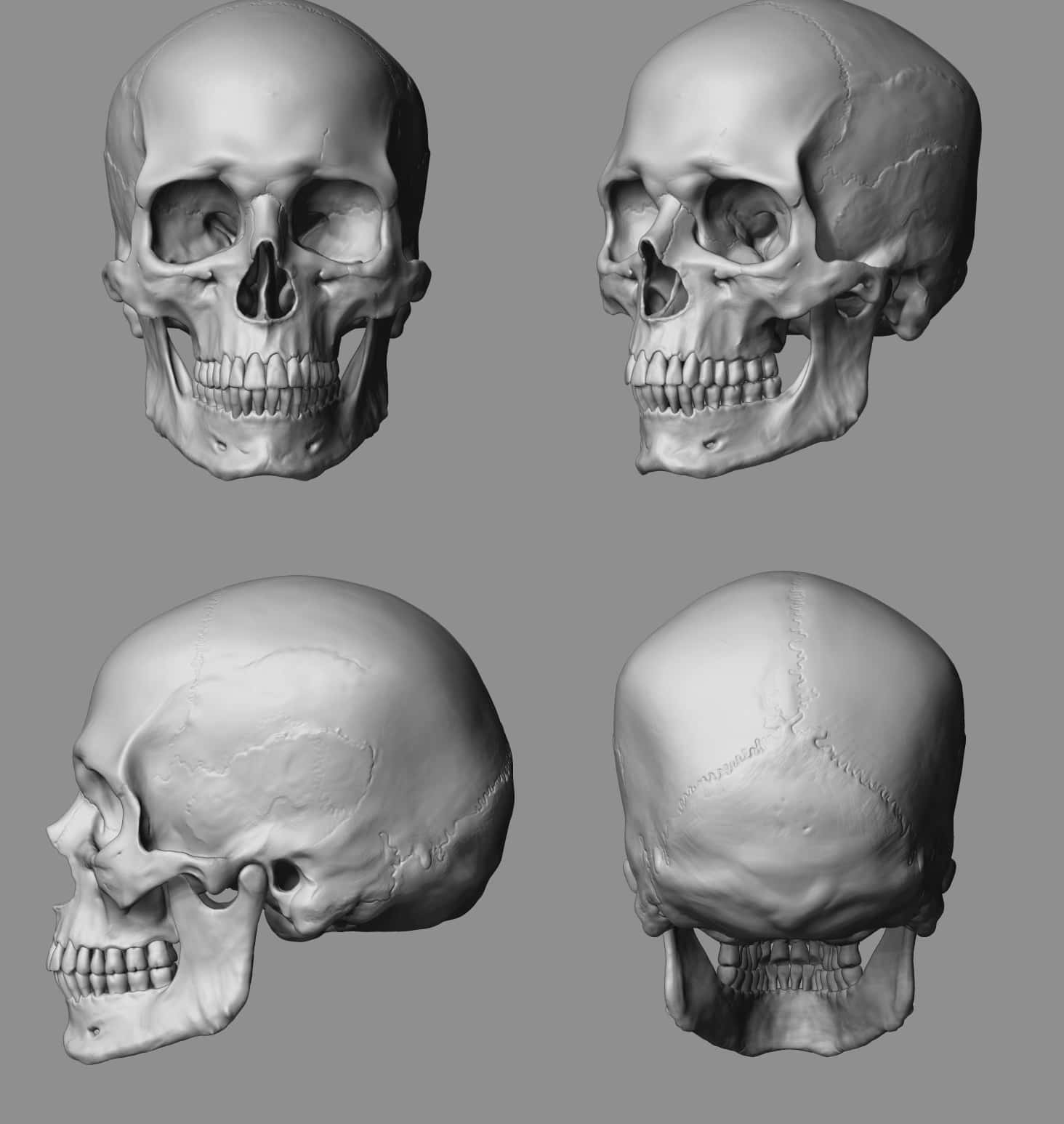 3d Skull 桌布 壁紙 — 四個詳細的3D渲染人類頭骨，從正面、側面和背面角度顯示，背景為中性灰色。