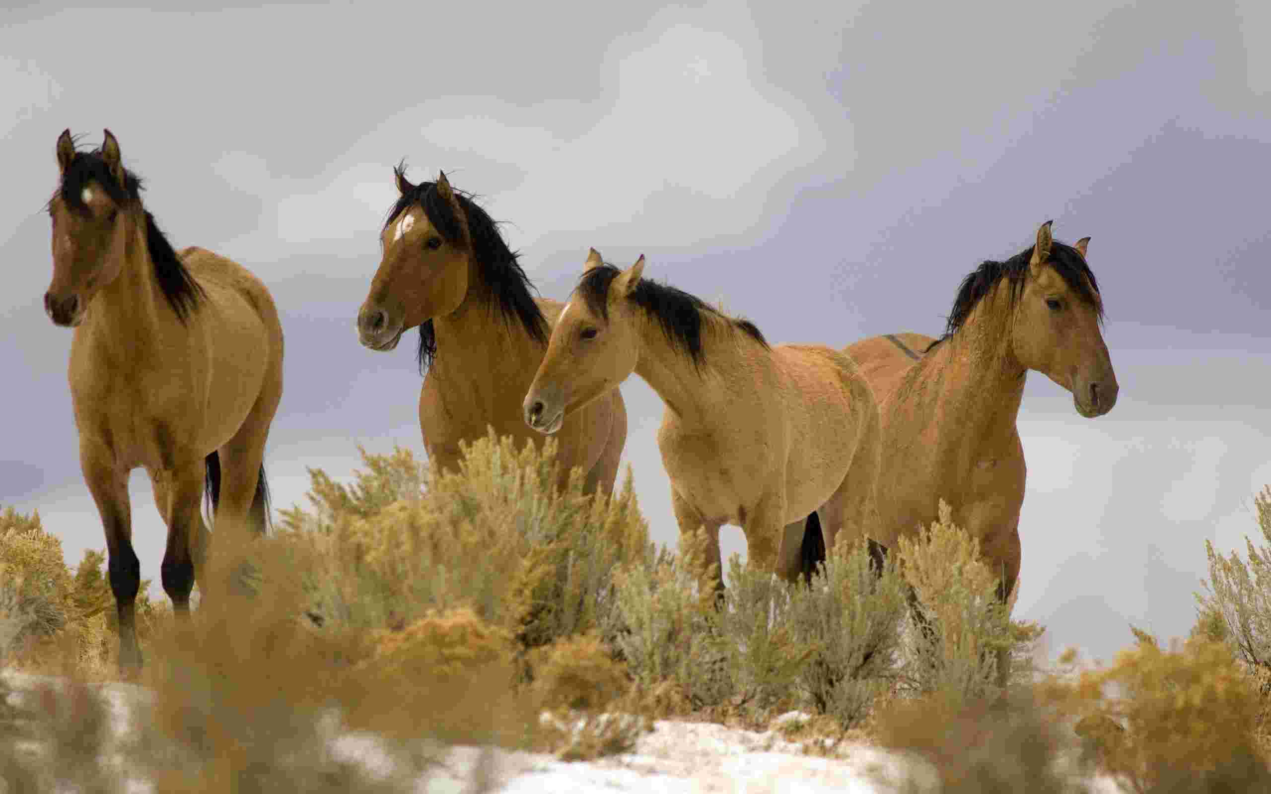 Mustang Horse 桌布 壁紙 — 四匹野馬在一片乾燥灌木地上警覺地站立，天空柔和灰暗。