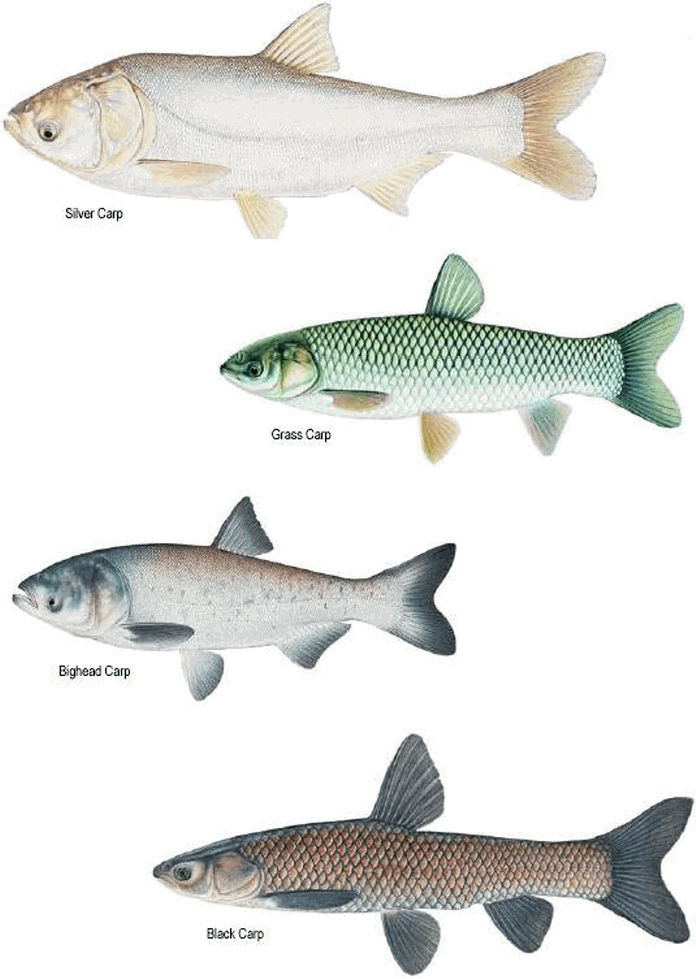 動物 桌布 壁紙 — 四幅詳細魚類插圖並排顯示在黑色背景上，附有標籤。