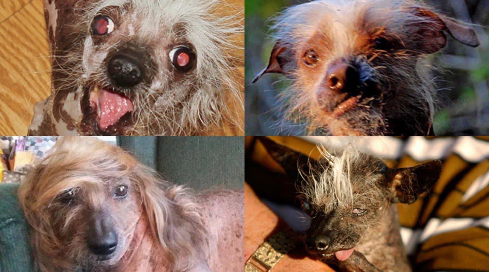 Dogs 桌布 壁紙 — 四張無毛犬的特寫照片，展現其富有表現力的眼睛和獨特的毛髮圖案，背景多樣。