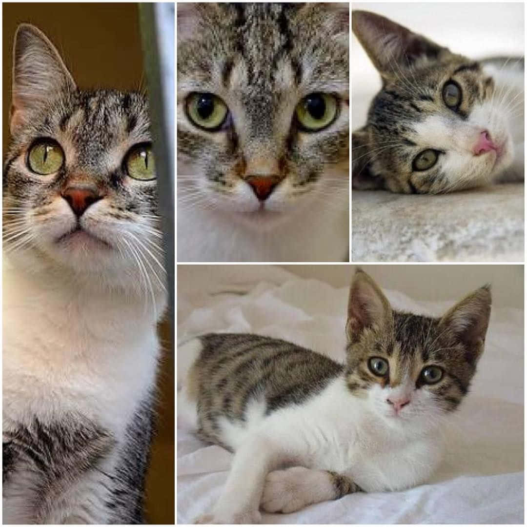 Brazilian Shorthair 桌布 壁紙 — 四張特寫照片的拼貼，展示虎斑貓在柔軟表面上富有表現力的綠色眼睛和放鬆的姿勢。