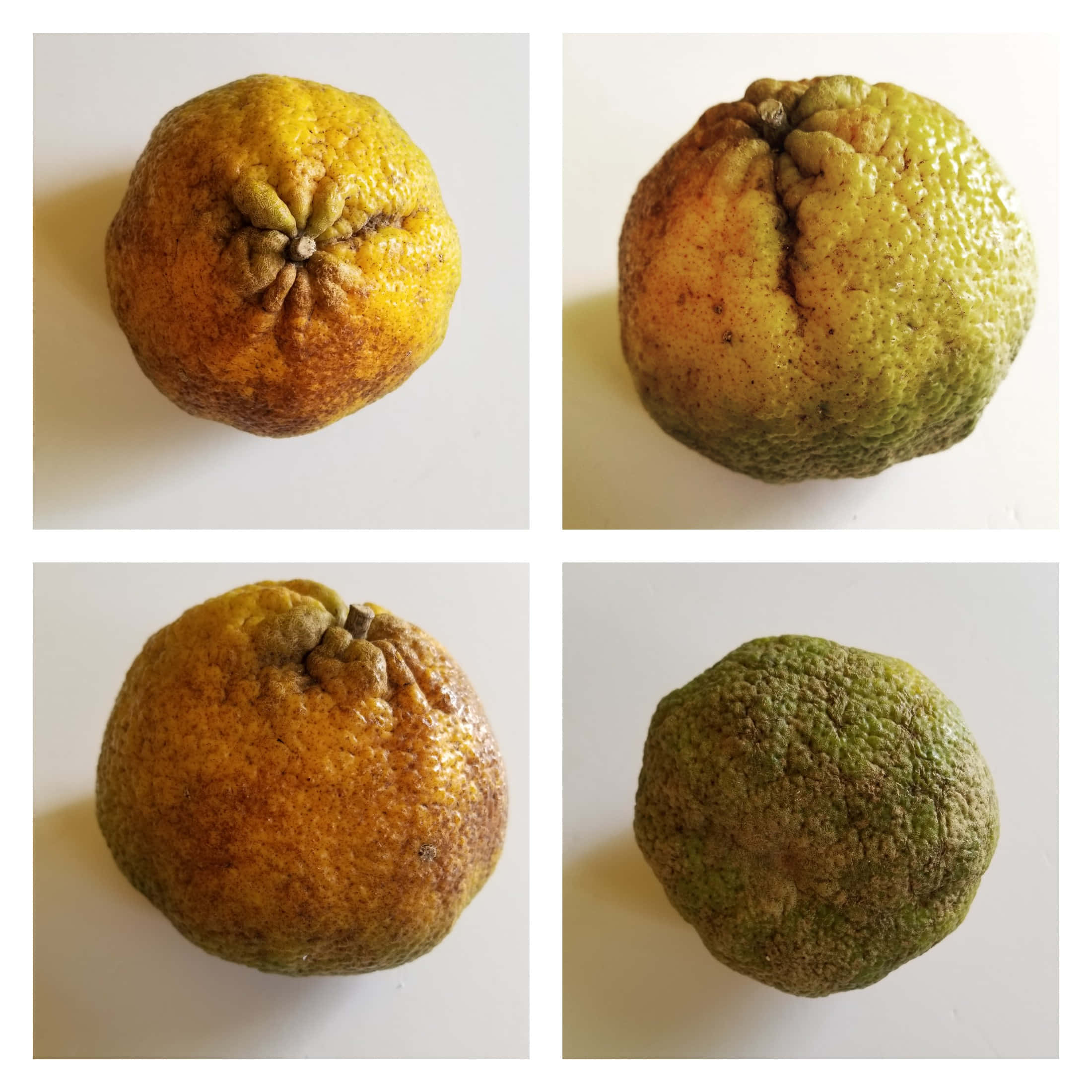 Fruits 桌布 壁紙 — 四張皺巴巴柑橘類水果的特寫照片，顯示腐爛的質地和從黃色到綠色的顏色變化，背景為純白色。