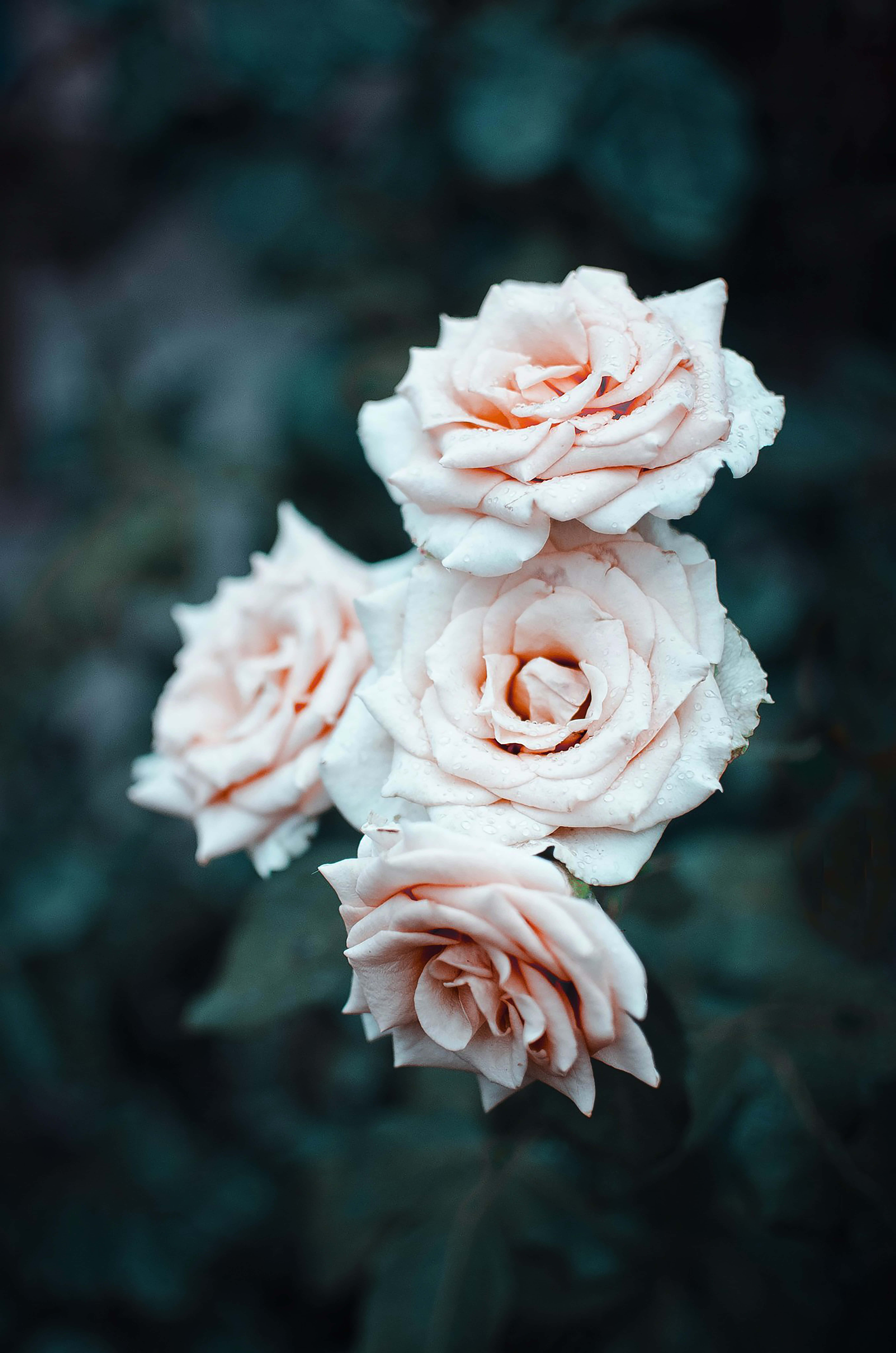 White Roses 桌布 壁紙 — 四朵精緻的淡粉紅玫瑰帶著露珠，在模糊的深綠色葉子背景中柔和綻放。