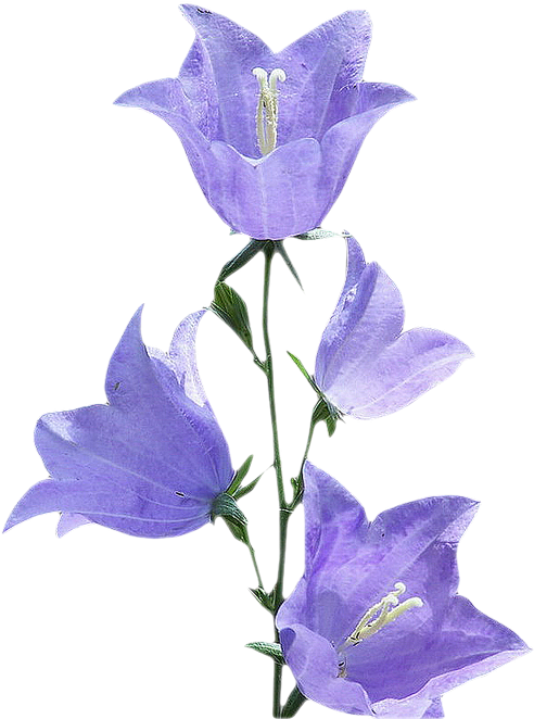 花 桌布 壁紙 — 四朵精緻的紫色風鈴花在純黑背景上優雅綻放，花瓣柔和發光，莖幹纖細。