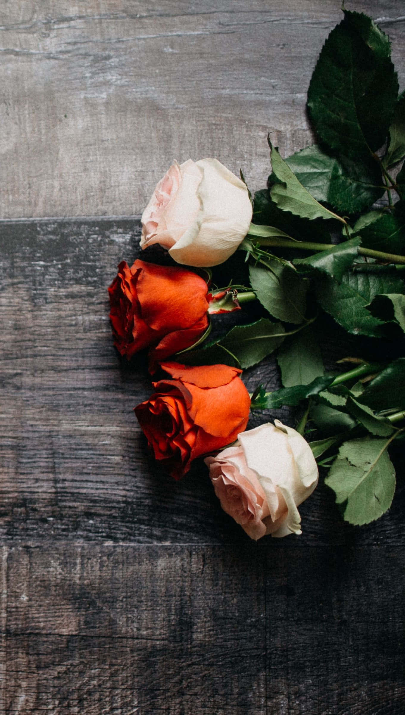 Valentines Day Roses 桌布 壁紙 — 四朵紅和奶油色調的玫瑰，放在風化的深色木質表面上，伴隨著茂盛的綠葉。