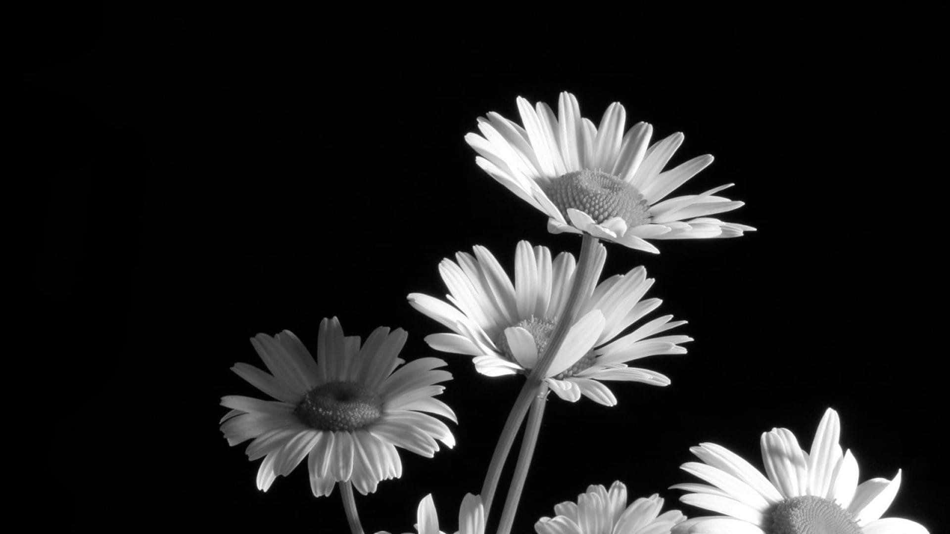 Black And White Flower 桌布 壁紙 — 四朵雛菊在高對比黑白攝影中，在純黑背景下綻放。