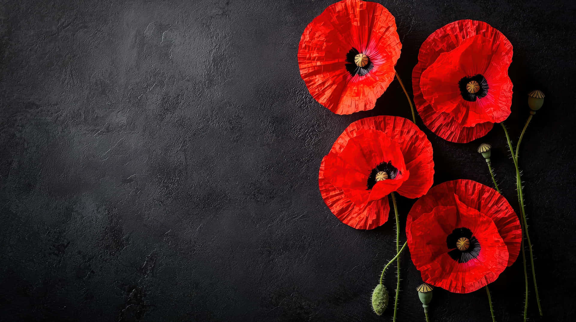 A vibrant red poppy flower isolated against a dark black background 壁紙 — 四朵鮮紅色的罌粟花，帶有深色花心，在紋理炭灰色背景上盛開。