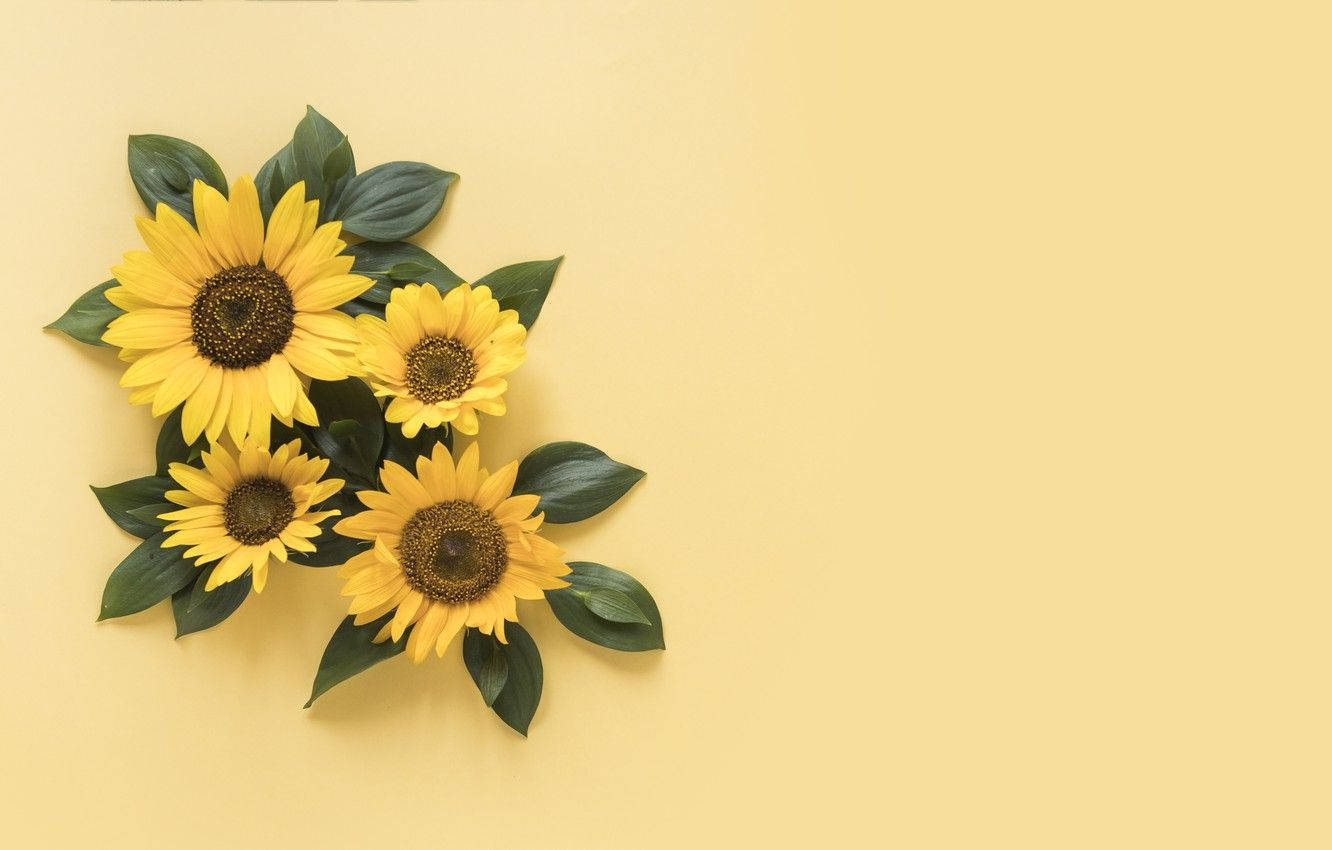 Sunflower And Roses 桌布 壁紙 — 四朵鮮豔的向日葵，帶有深色花心和綠色葉子，排列在柔和的黃色背景上。