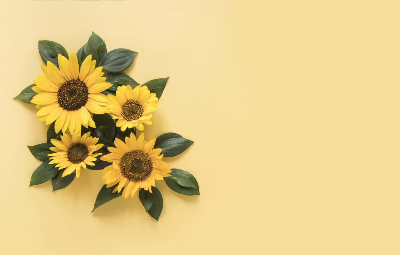Sunflower Yellow 桌布 壁紙 — 四朵鮮豔的向日葵，帶有深色花心和綠色葉子，排列在柔和的黃色背景上。