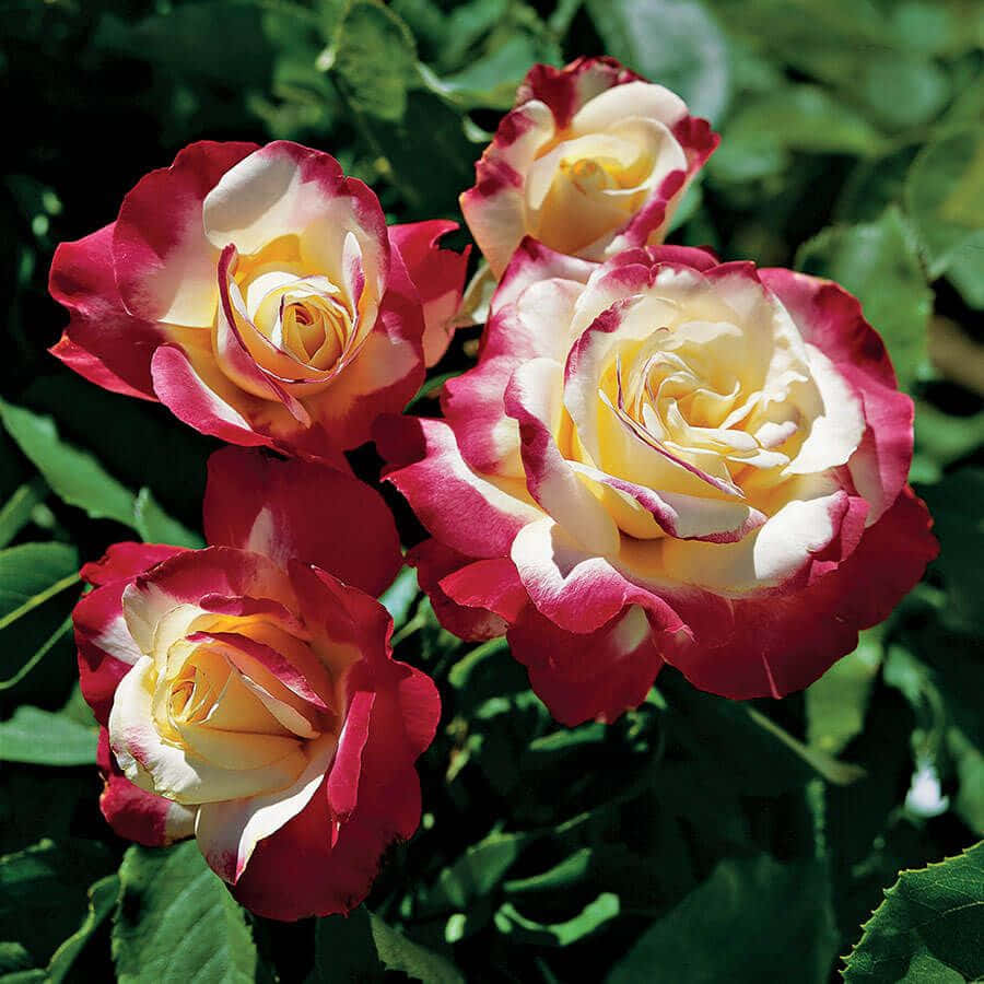 Hybrid Tea Roses 桌布 壁紙 — 四朵鮮豔的紅奶油色玫瑰在明亮的陽光下，以茂密的綠色樹葉為背景，繁茂地盛開。