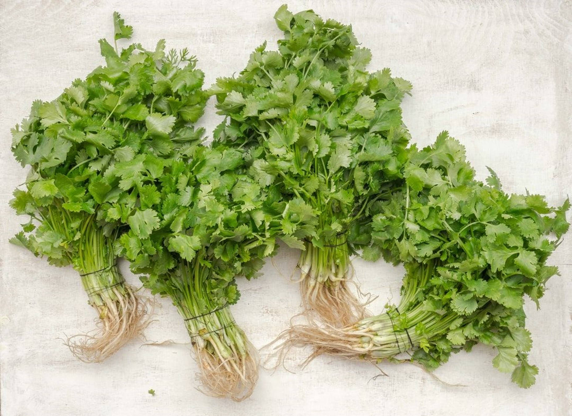 Coriander 桌布 壁紙 — 四束新鮮的翠綠香菜，帶有可見的根部，放在有紋理的白色表面上。