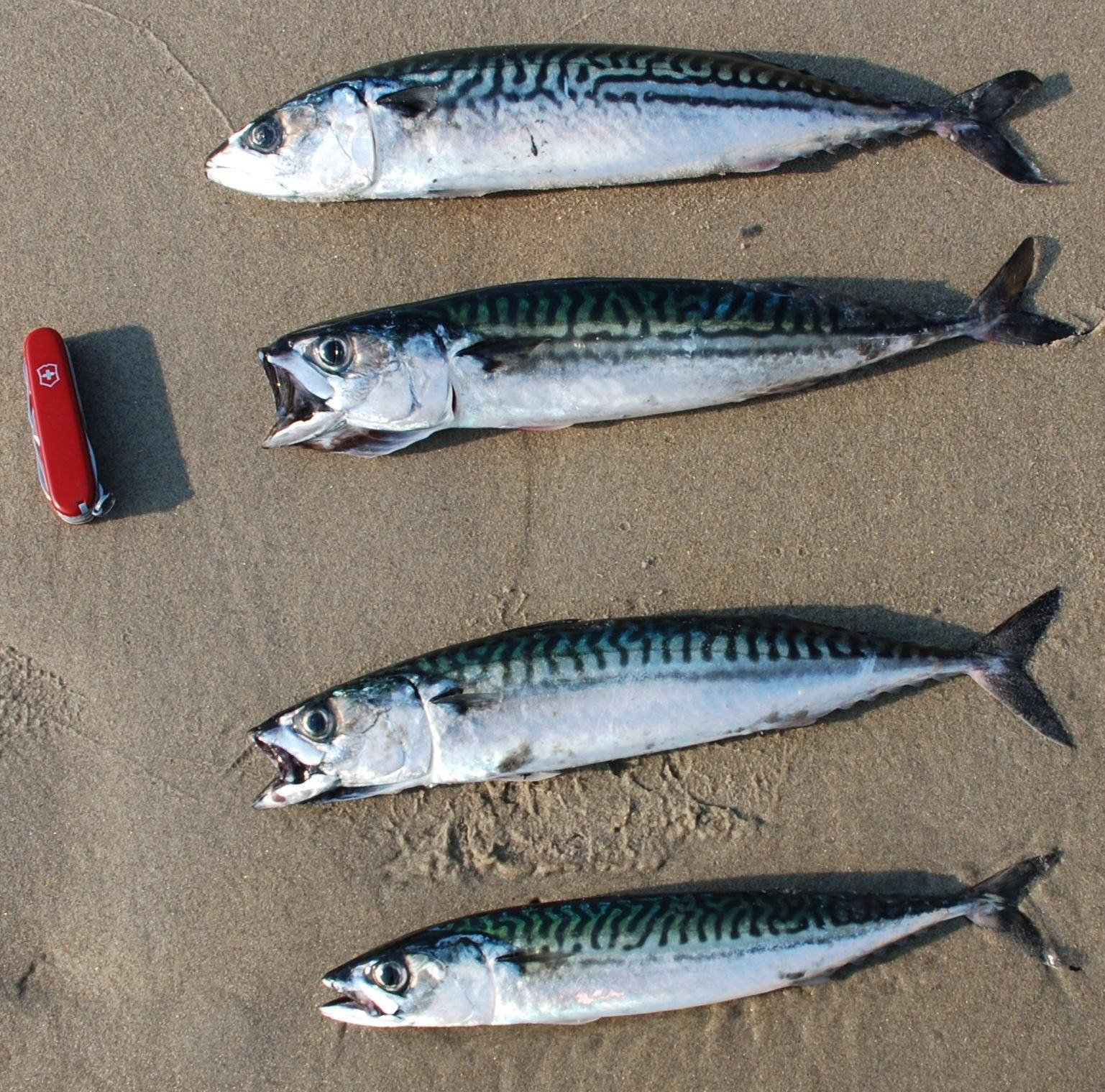 魚 桌布 壁紙 — 四條帶有銀藍色條紋的鯖魚躺在濕沙上，旁邊有一把紅色瑞士軍刀。