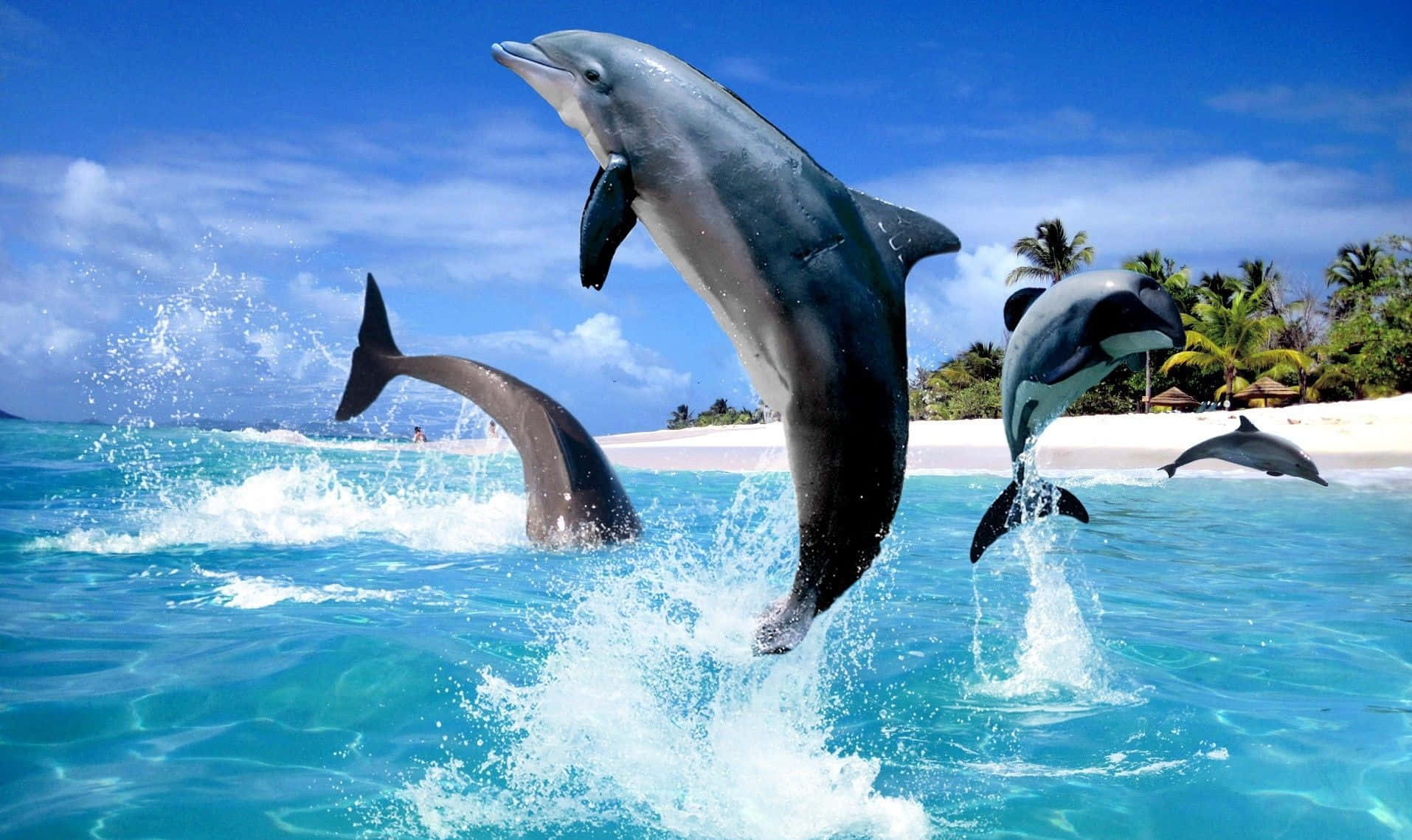 Cool Dolphin 桌布 壁紙 — 四條海豚在明亮的藍天下，從靠近棕櫚樹熱帶海灘的碧綠海水中動態躍起。