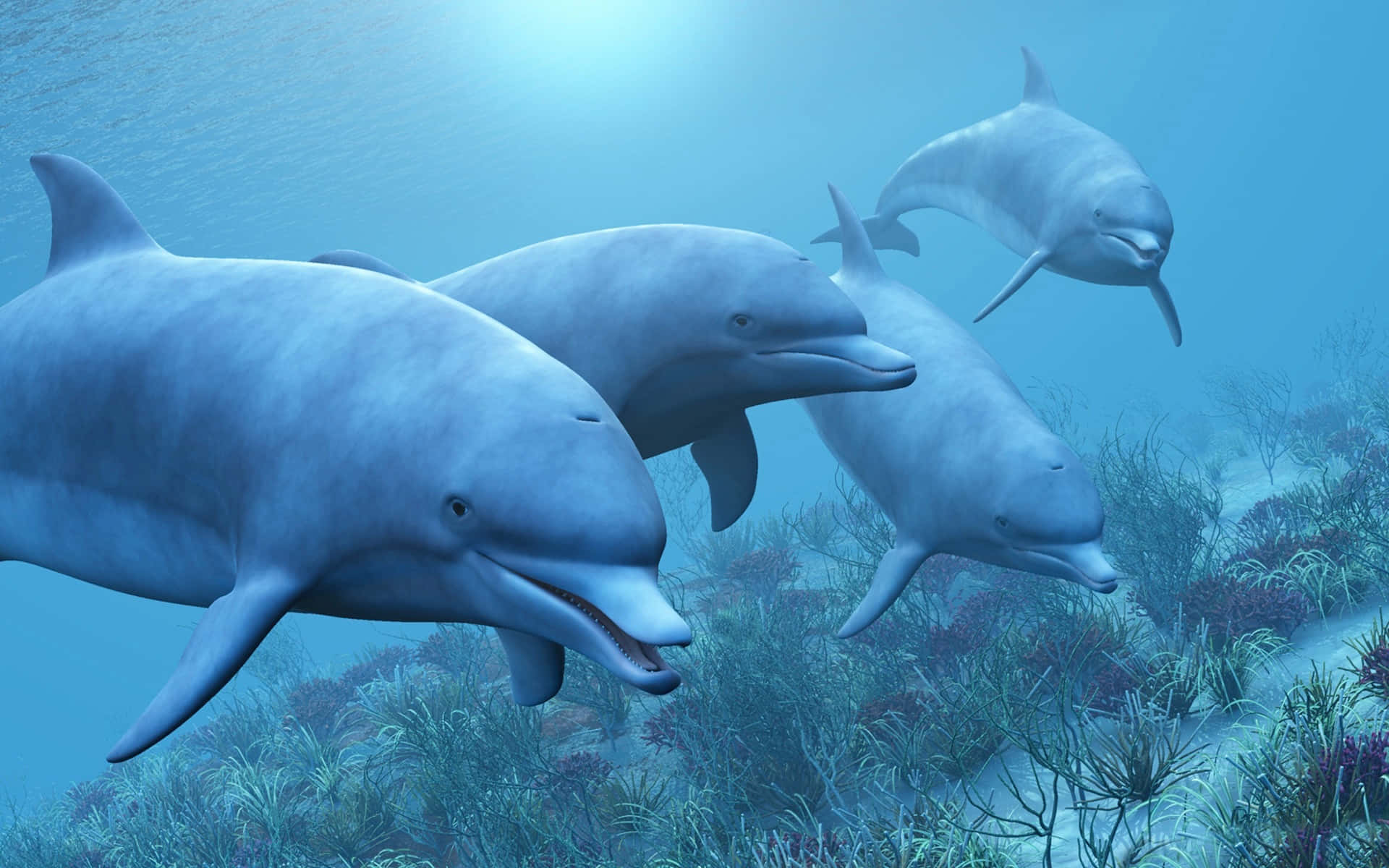 dolphins 桌布 壁紙 — 四條海豚在陽光照耀的藍色海水裡，於色彩繽紛的珊瑚和海草上方優雅地滑行。