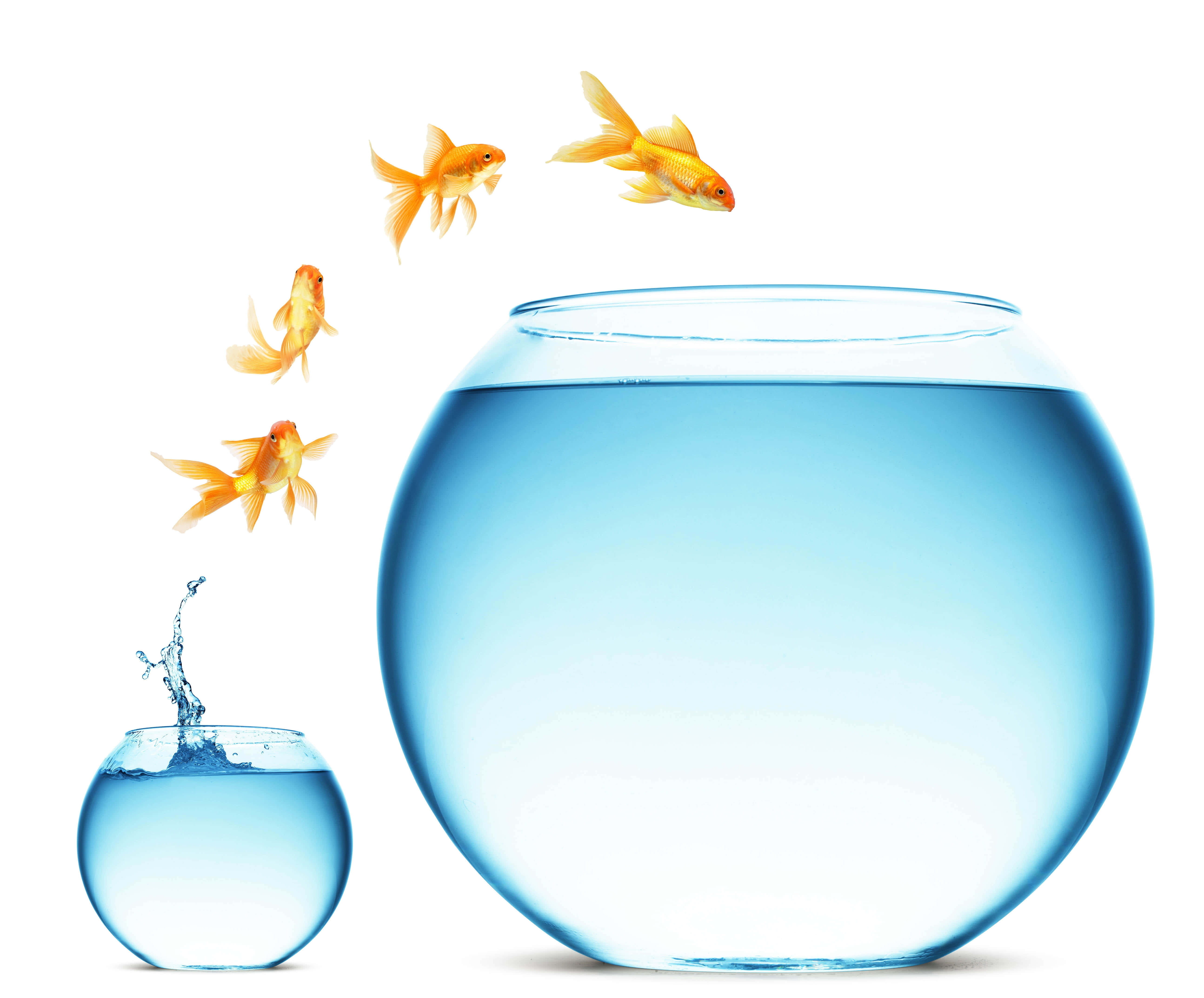 Aquarium 桌布 壁紙 — 四條金色魚從一個小碗跳到一個大空碗，背景是純白色。