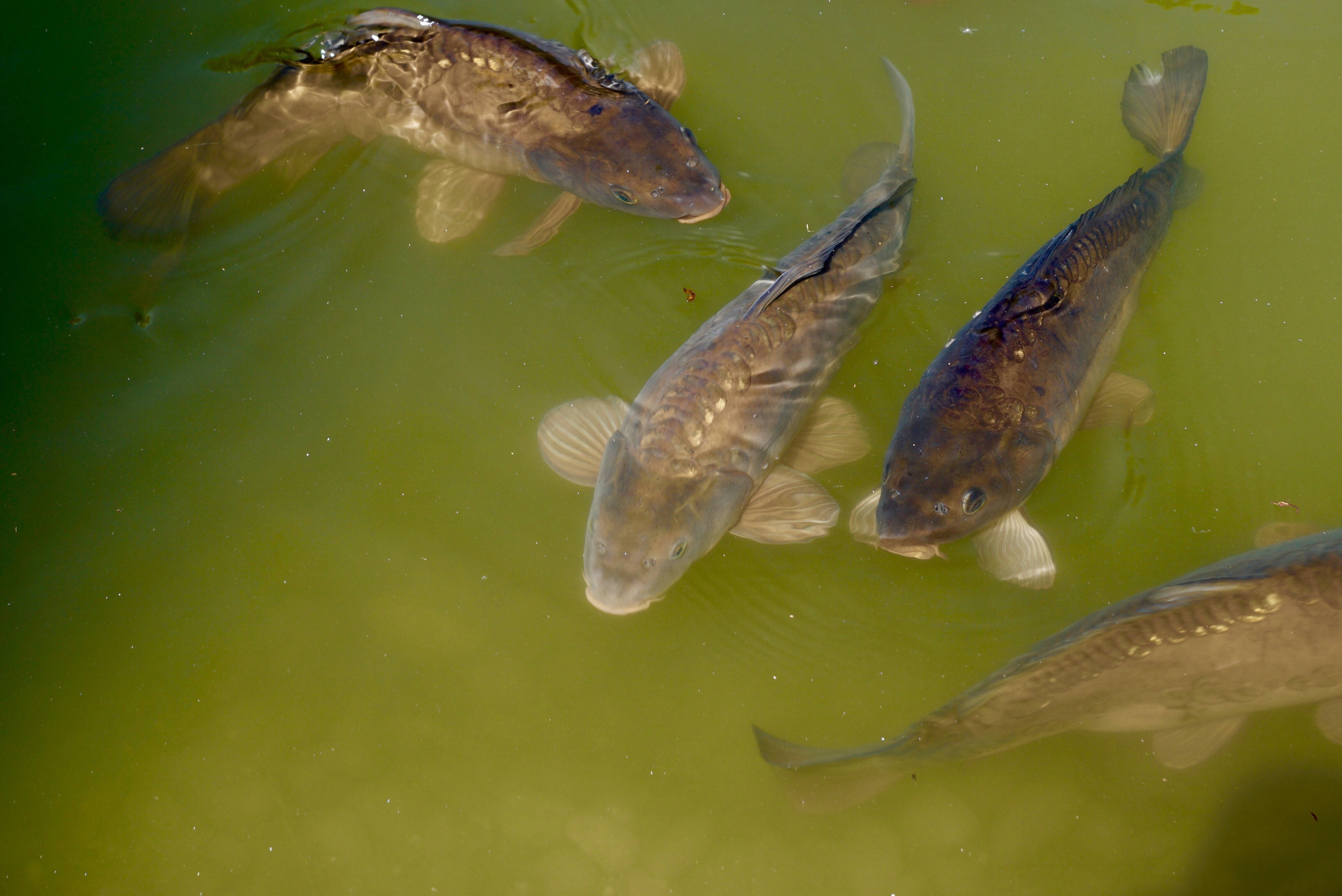 魚 桌布 壁紙 — 四條錦鯉在渾濁的綠色池塘水面附近游動，泛起輕柔的漣漪。