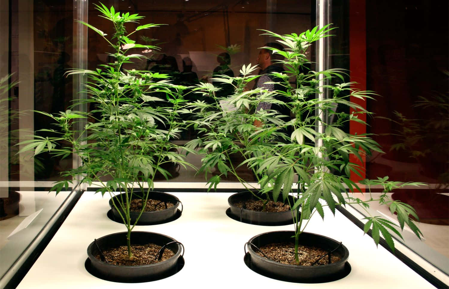 Pot Leaf 桌布 壁紙 — 四棵健康的大麻植物種在黑色花盆中，放在白色表面上，在玻璃罩內明亮的燈光下。