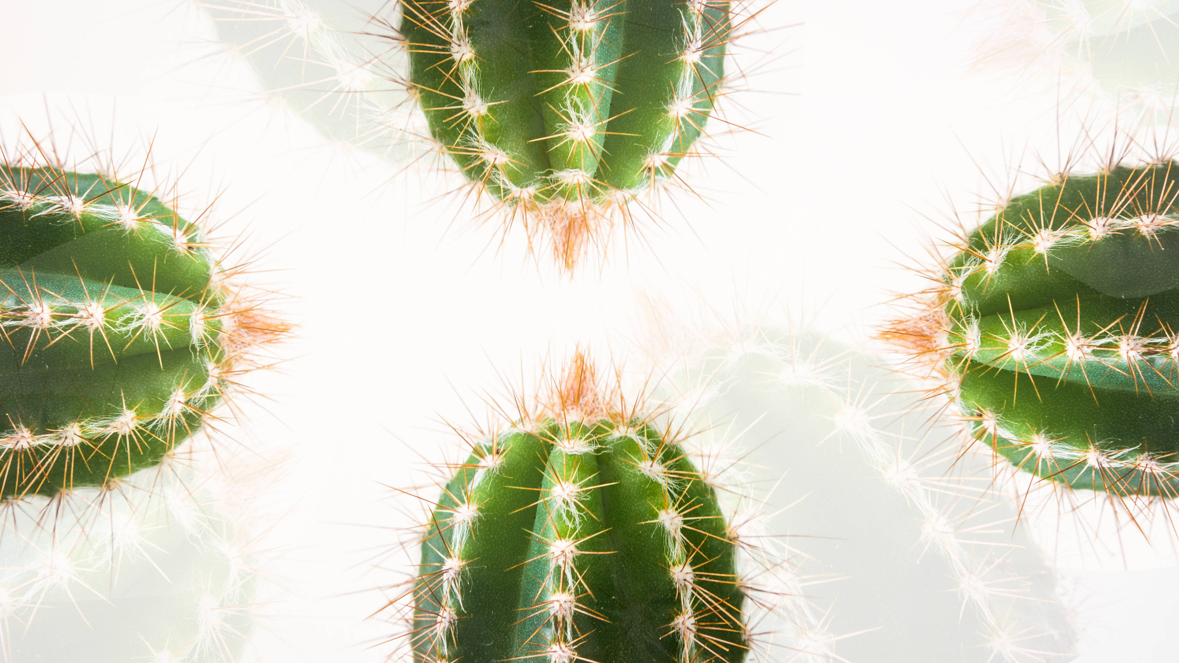 Cactus 桌布 壁紙 — 四棵綠色桶形仙人掌，帶有尖銳的刺，對稱排列在明亮的白色背景上。