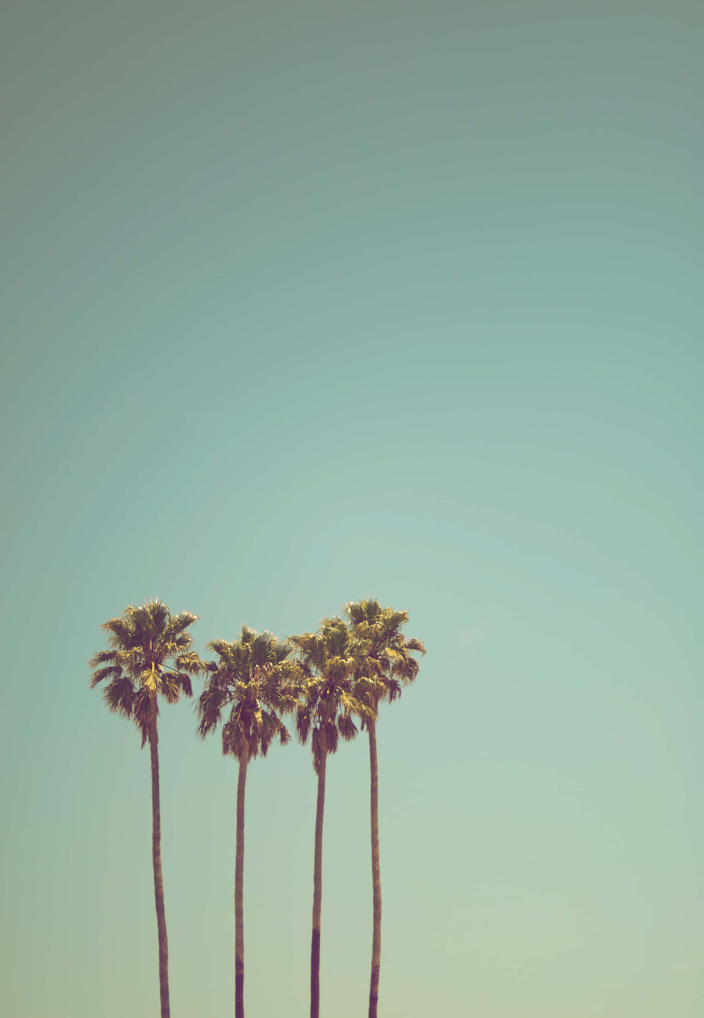 Cute Palm Tree 桌布 壁紙 — 四棵高大的棕櫚樹矗立在廣闊清澈的天空下，帶有柔和的復古色調。