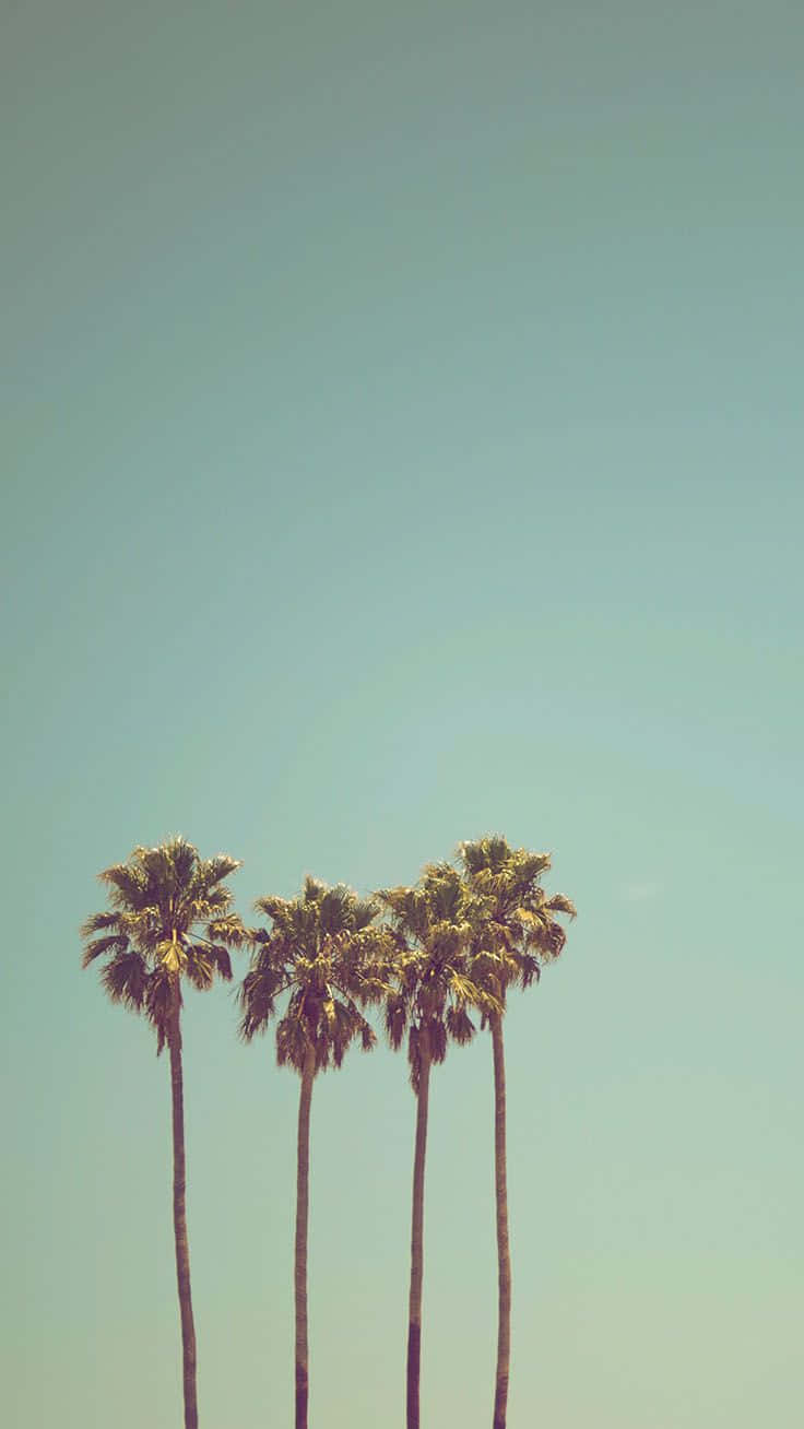 Palm Trees 桌布 壁紙 — 四棵高大的棕櫚樹矗立在廣闊的淡藍色天空下，帶有柔和復古濾鏡色調。
