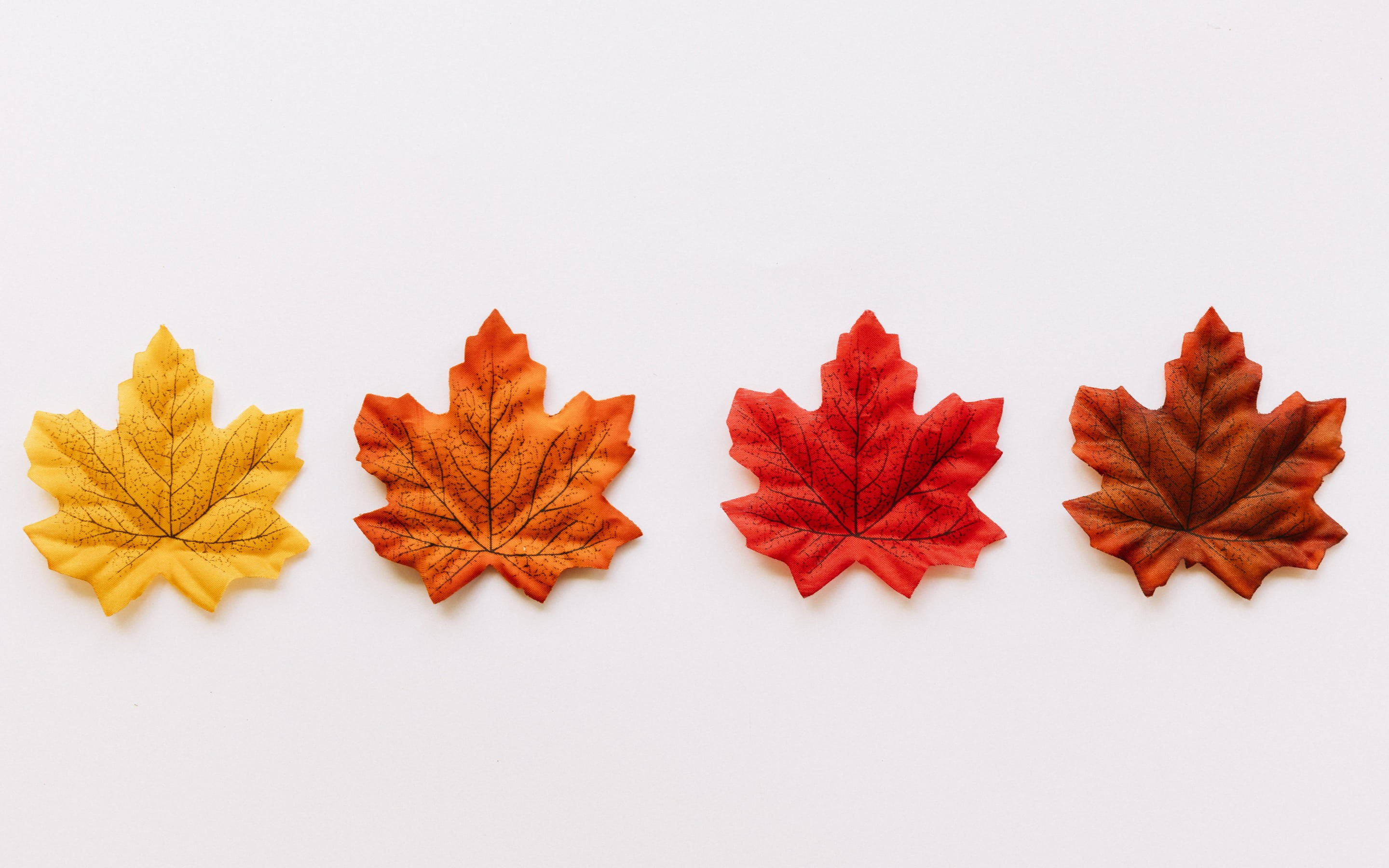 Leaves 桌布 壁紙 — 四片楓葉，顏色分別為黃色、橙色、紅色和棕色，排列在一行，背景為純白色。