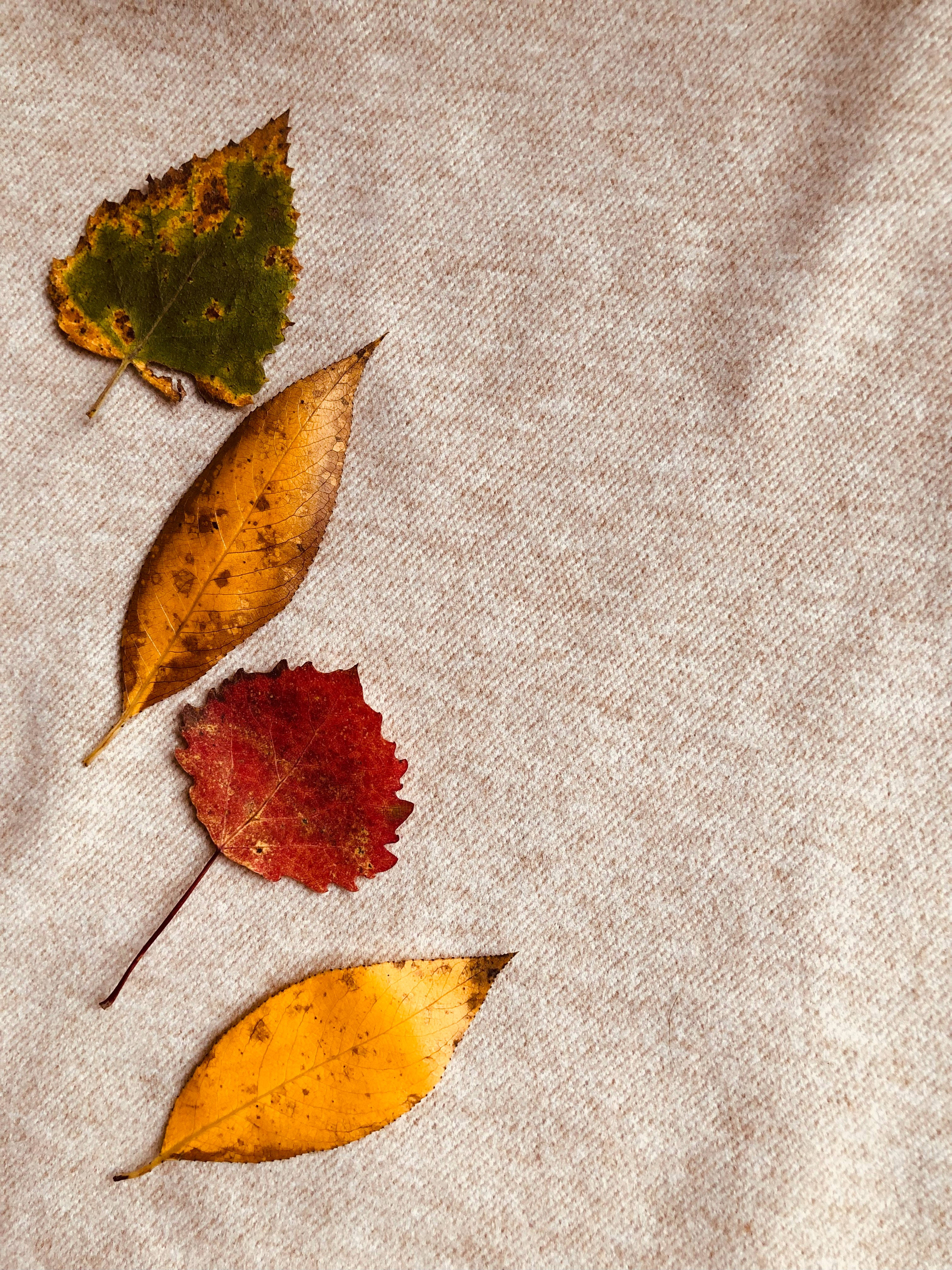 Fall Leaves 桌布 壁紙 — 四片紅、黃、綠色的秋葉，放置在帶有紋理的米色布料表面上。