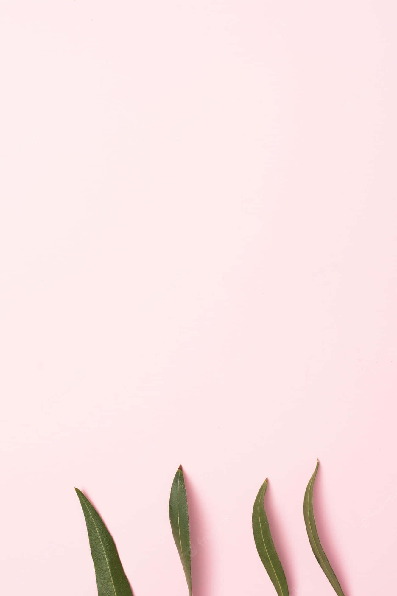 Minimalist Pink 桌布 壁紙 — 四片纖細的綠色葉子位於柔和的粉紅色極簡背景底部。