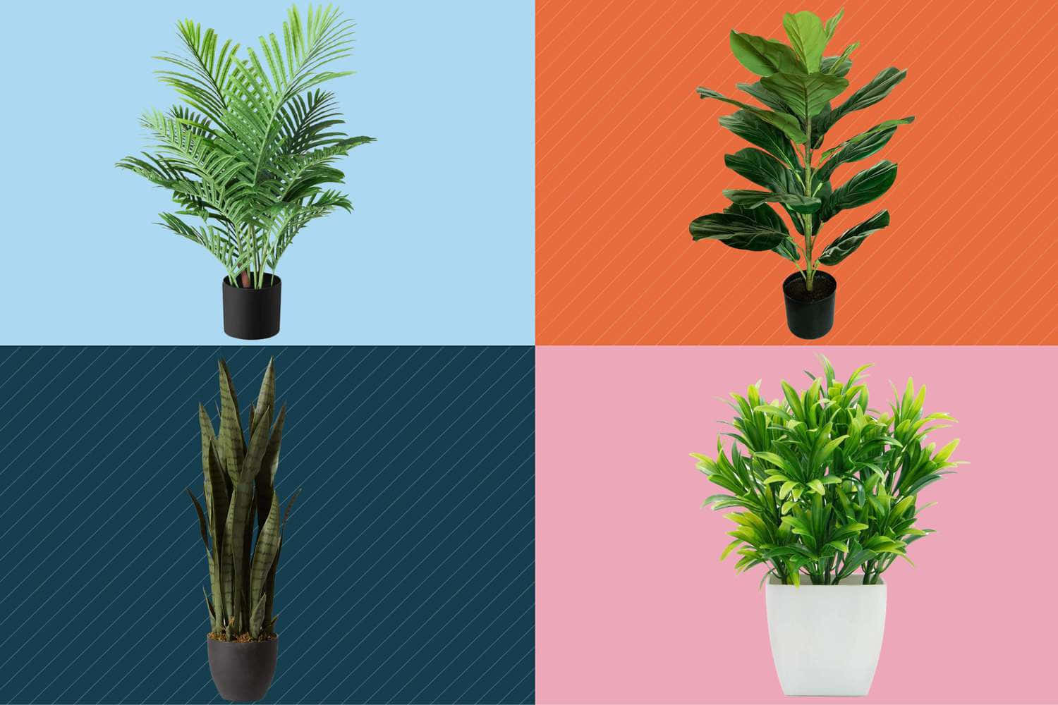 Plant 桌布 壁紙 — 四盆室內植物，每盆分別放在不同純色背景上，帶有對角線條紋。