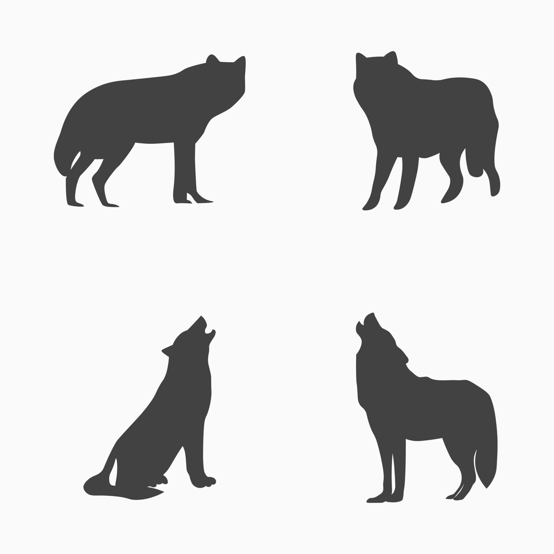 Wolf Silhouette 桌布 壁紙 — 四種不同姿勢的極簡狼剪影，背景為純色。