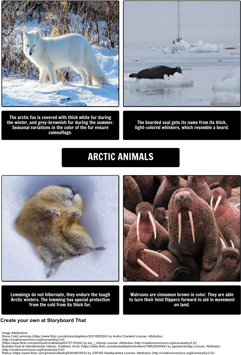 北極 桌布 壁紙 — 四種北極動物，包括白狐、髯海豹、旅鼠和海象，在雪地或冰棲息地中展示，並附有描述性文字。